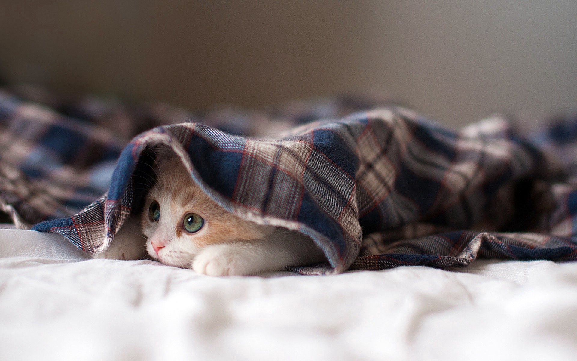 1920x1200 Desktop wallpaper: Animal, Cat, Close Up, Eye, Face, Cats 4K free download for PC. 428342