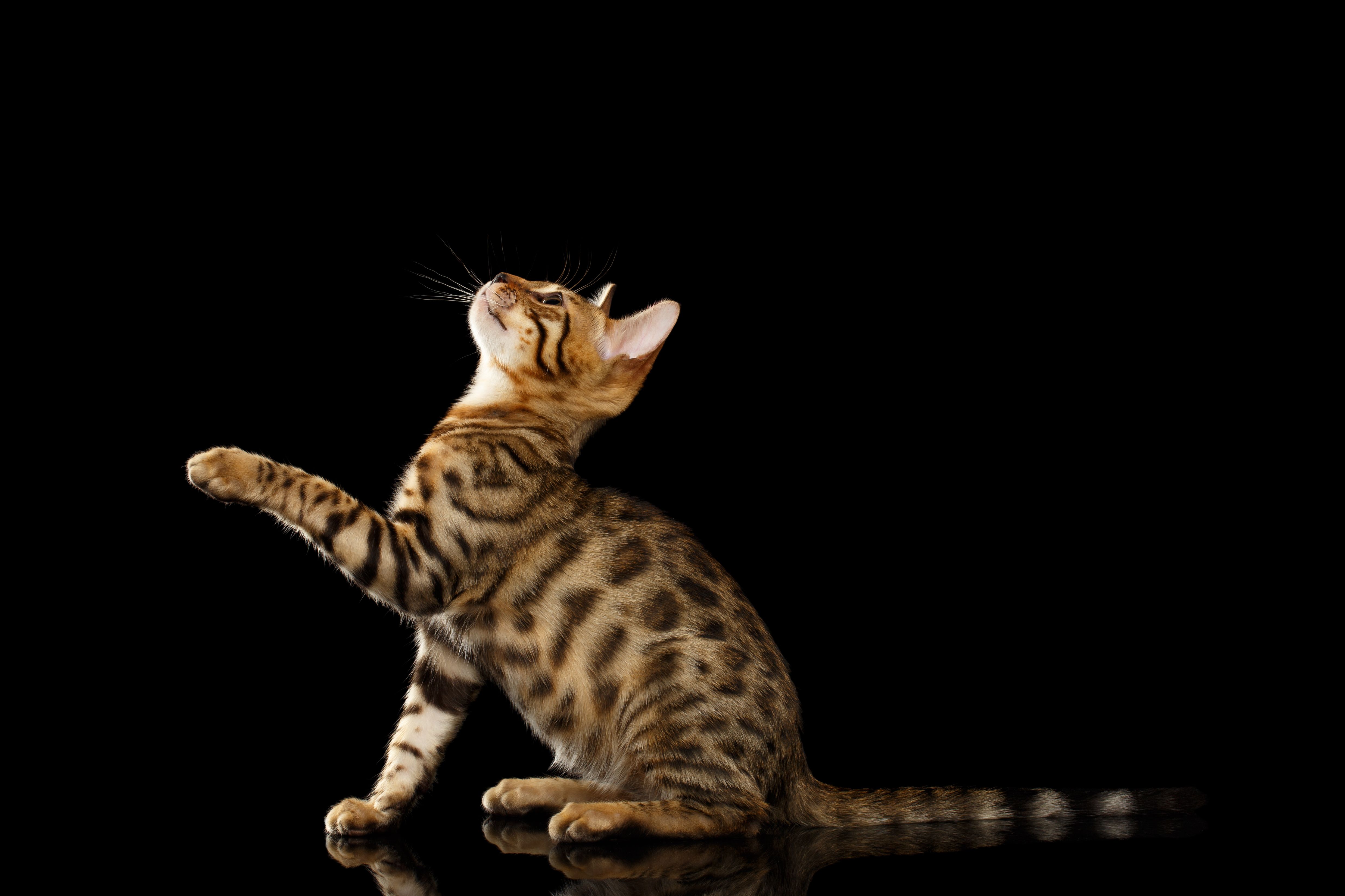 4948x3299 Free Bengal Cat 4K Wallpaper & Desktop HD Background for PC