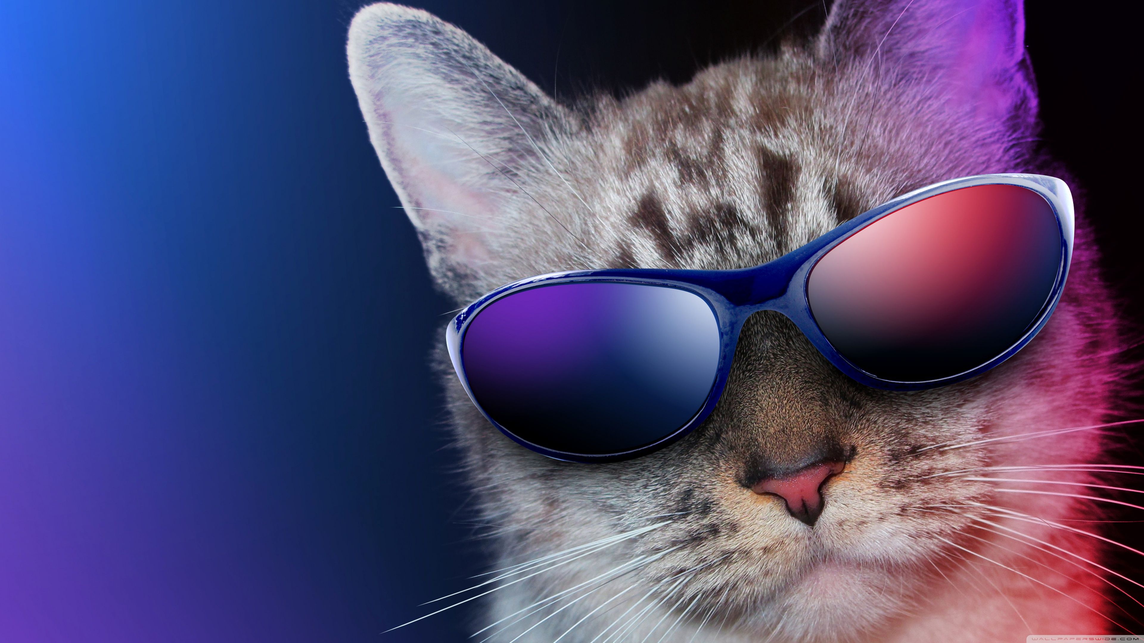 3840x2160 Cool Cat 4k Wallpaper