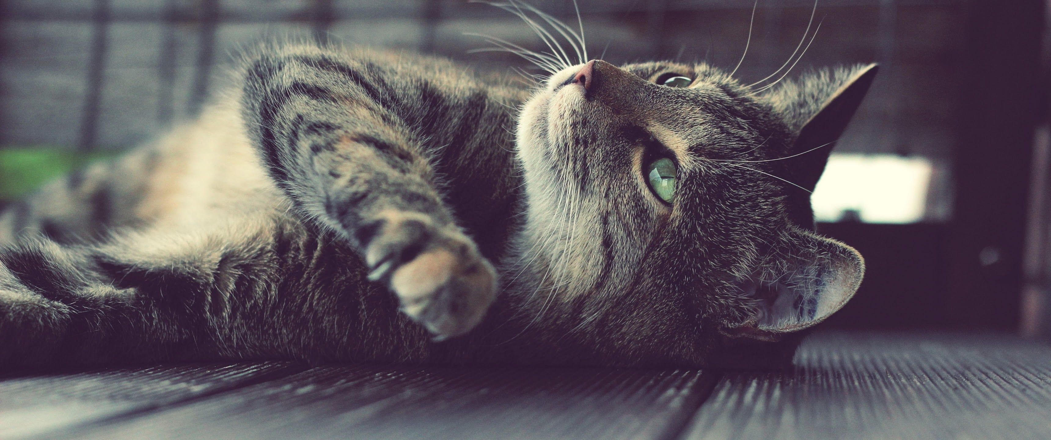 3440x1440 Cat [3440x1440]