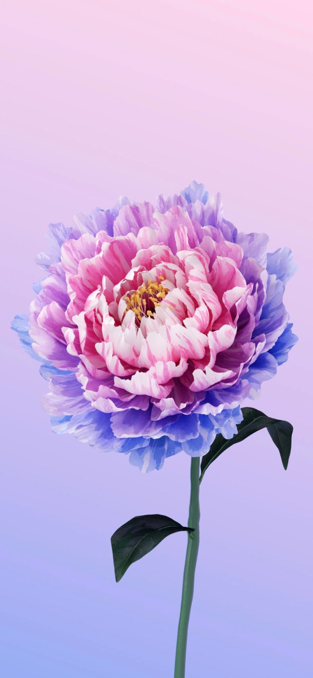 1284x2778 Vivo Wallpaper Free High Quality Background