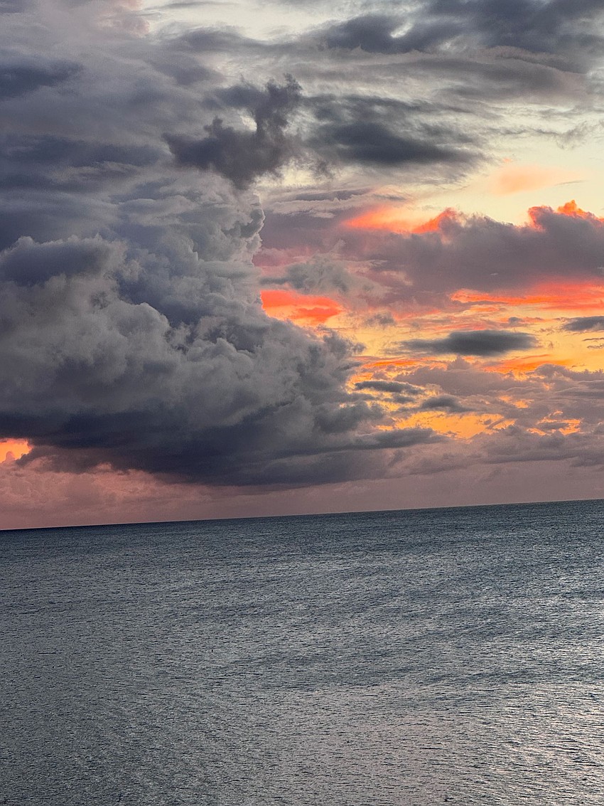 850x1133 Top Nature Photo From Around Sarasota, Longboat Key, East County In 2026 27