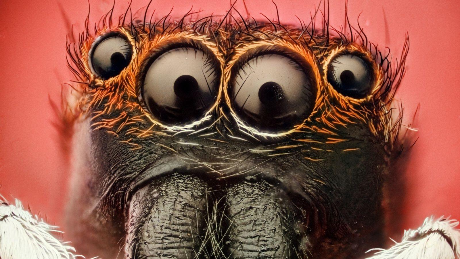 1600x900 Insect Spider Eyes Wallpaper