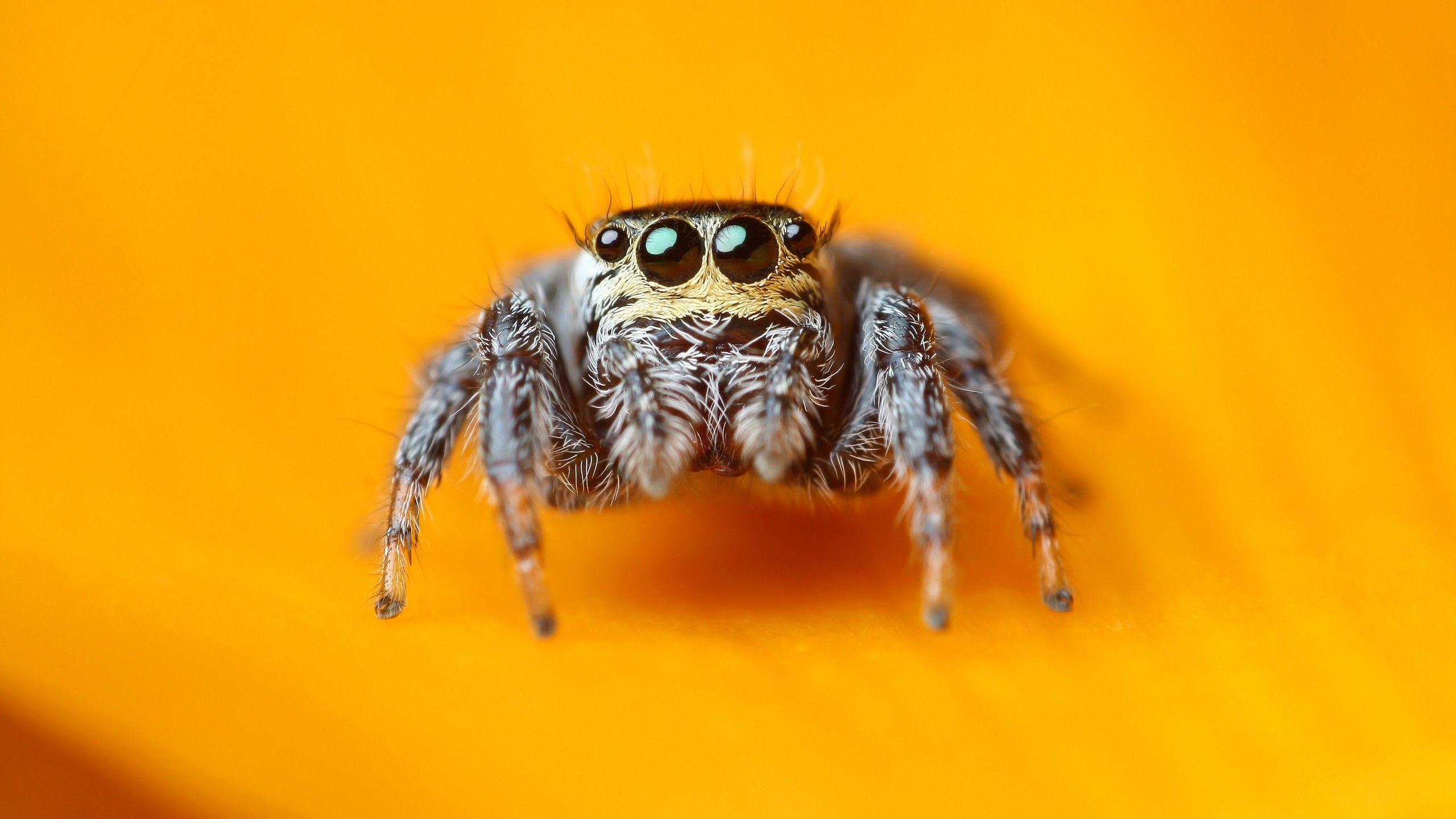 2560x1440 Wallpaper Jumping Spider, 5k, 4k wallpaper, macro, black, eyes, yellow, insects, arachnid, cute, Animals