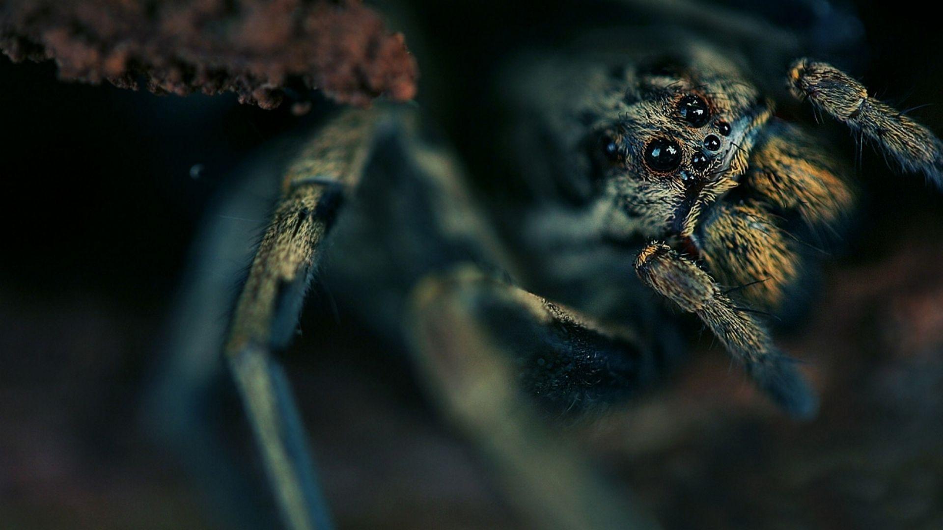 1920x1080 Download Wallpaper 1920x1080 spider, eyes, hide, dark Full HD 1080p HD Background