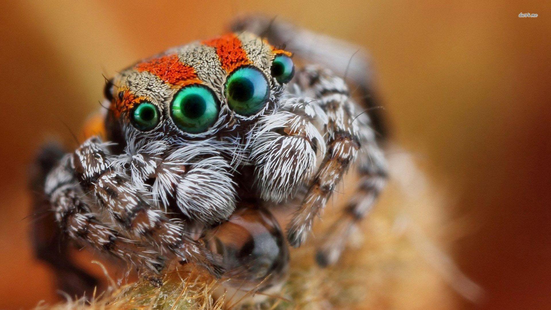 1920x1080 Cute Jumping Spider Eyes .