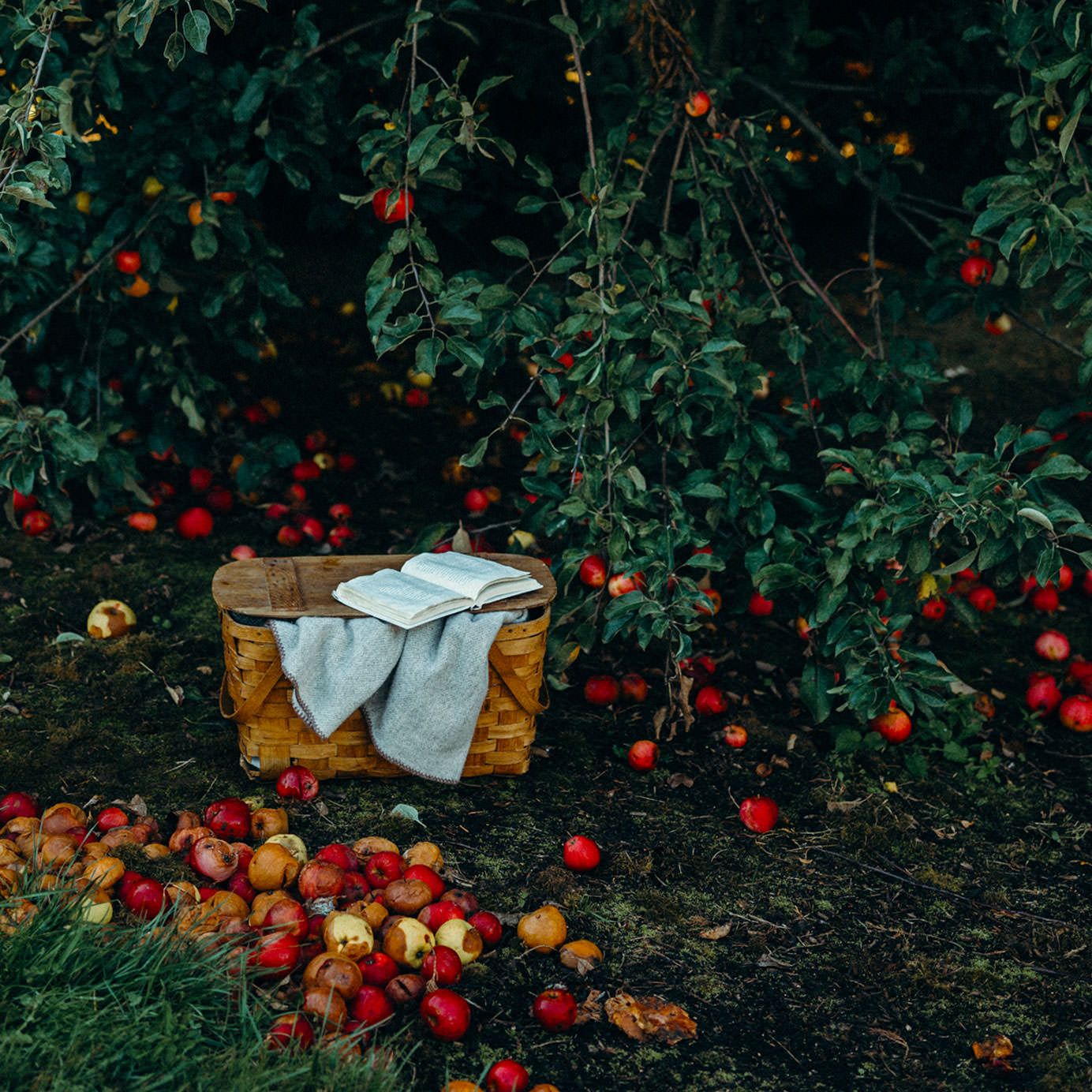 1384x1384 Hard Cider, Frontier Fables, and the True (Boozy) Story of Johnny Appleseed
