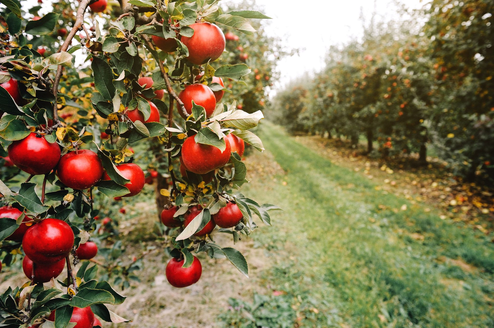 2048x1363 Johnny Appleseed United Methodist Foundation