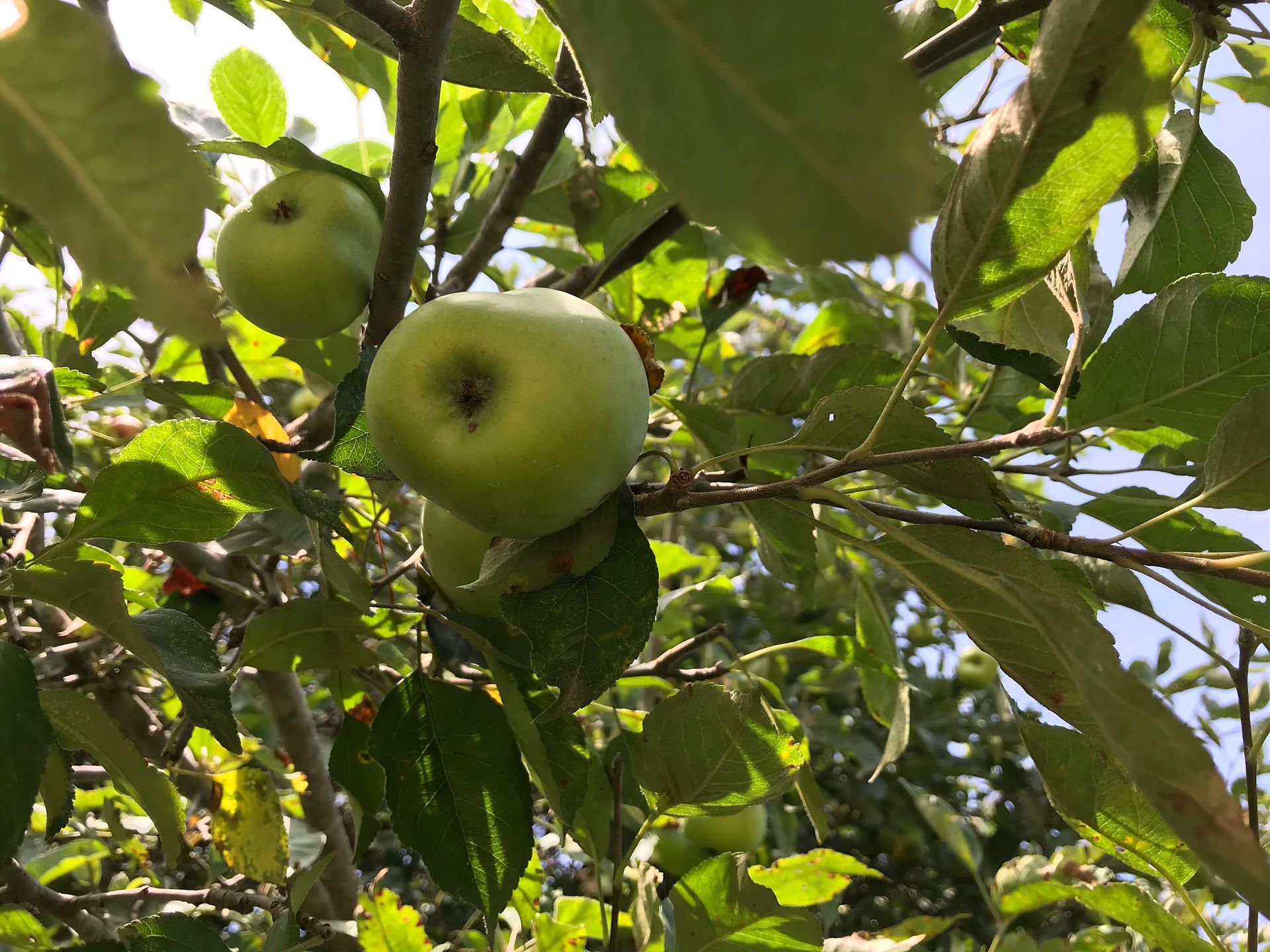 1920x1440 Fun Ways to Celebrate Johnny Appleseed Day!