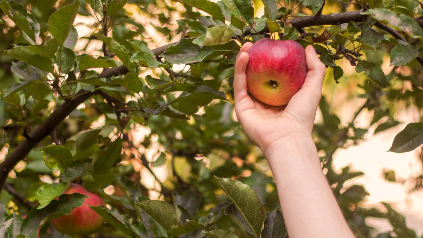 1600x900 The Story Of Johnny Appleseed And His Apple Growing Impact