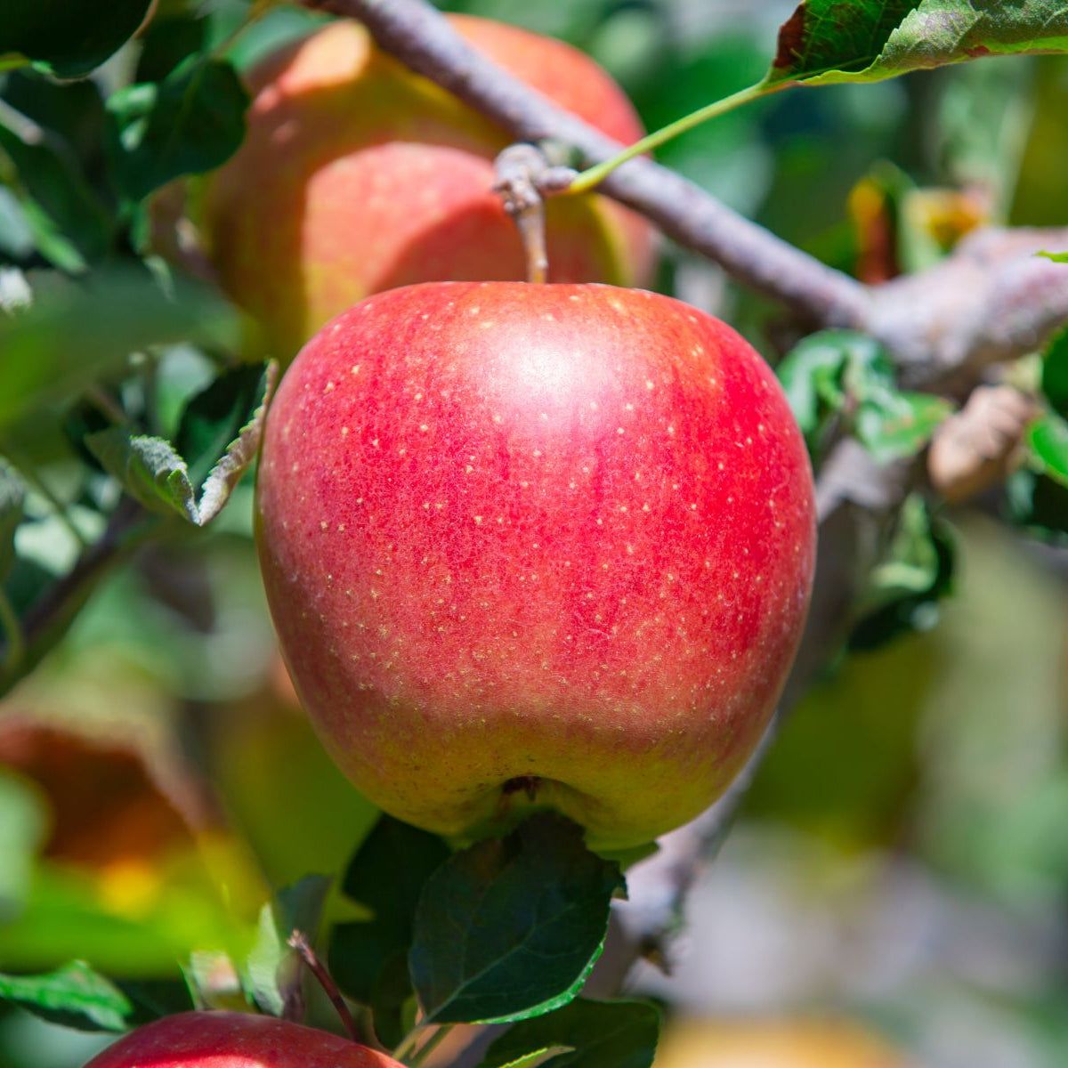 1200x1200 Fact From Fiction: Johnny Appleseed and His Apple Trees