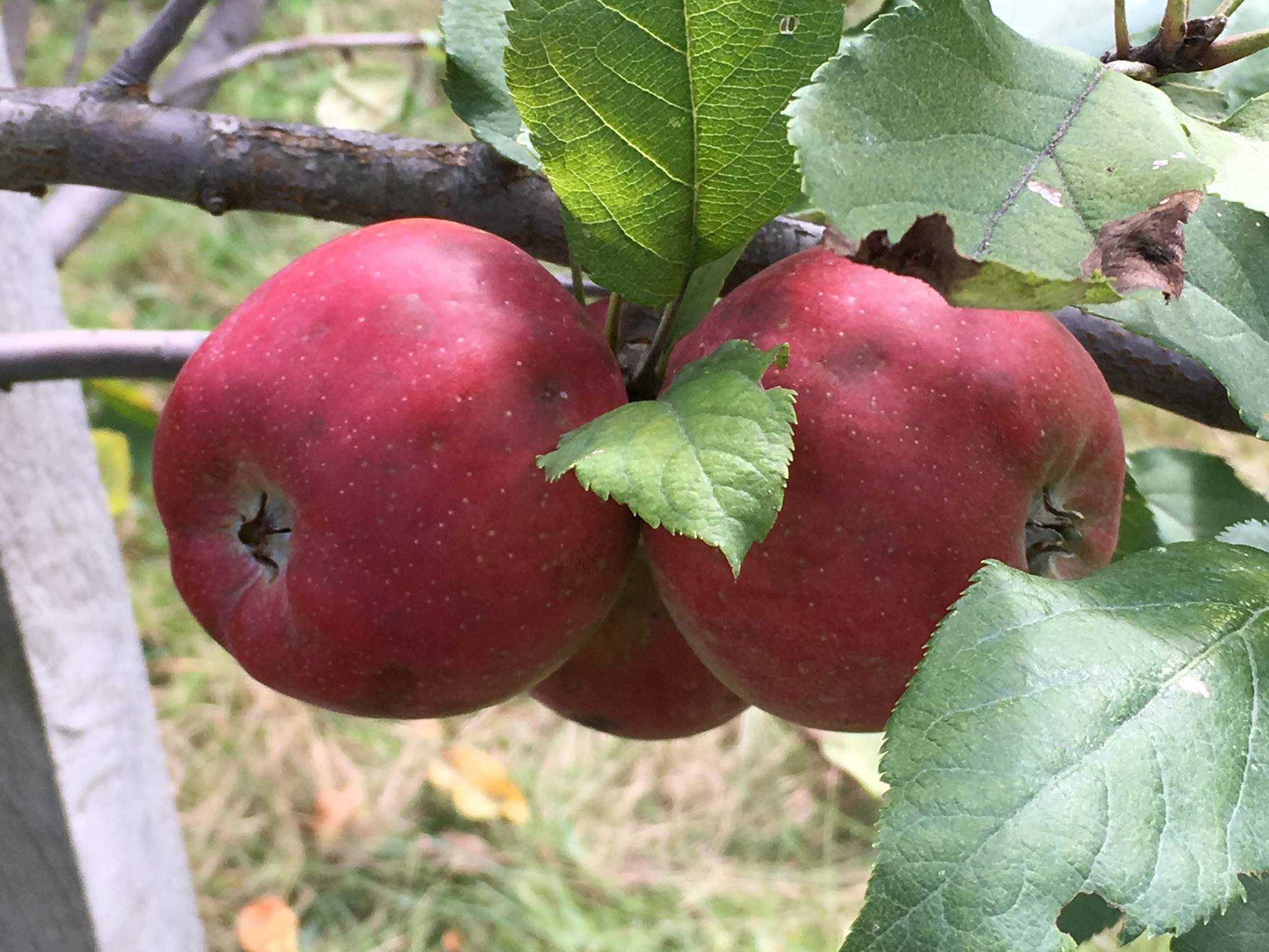 2048x1536 Vegan Travel Fall Day Trip To Johnny Appleseed Country(central Massachusetts) World Trekker