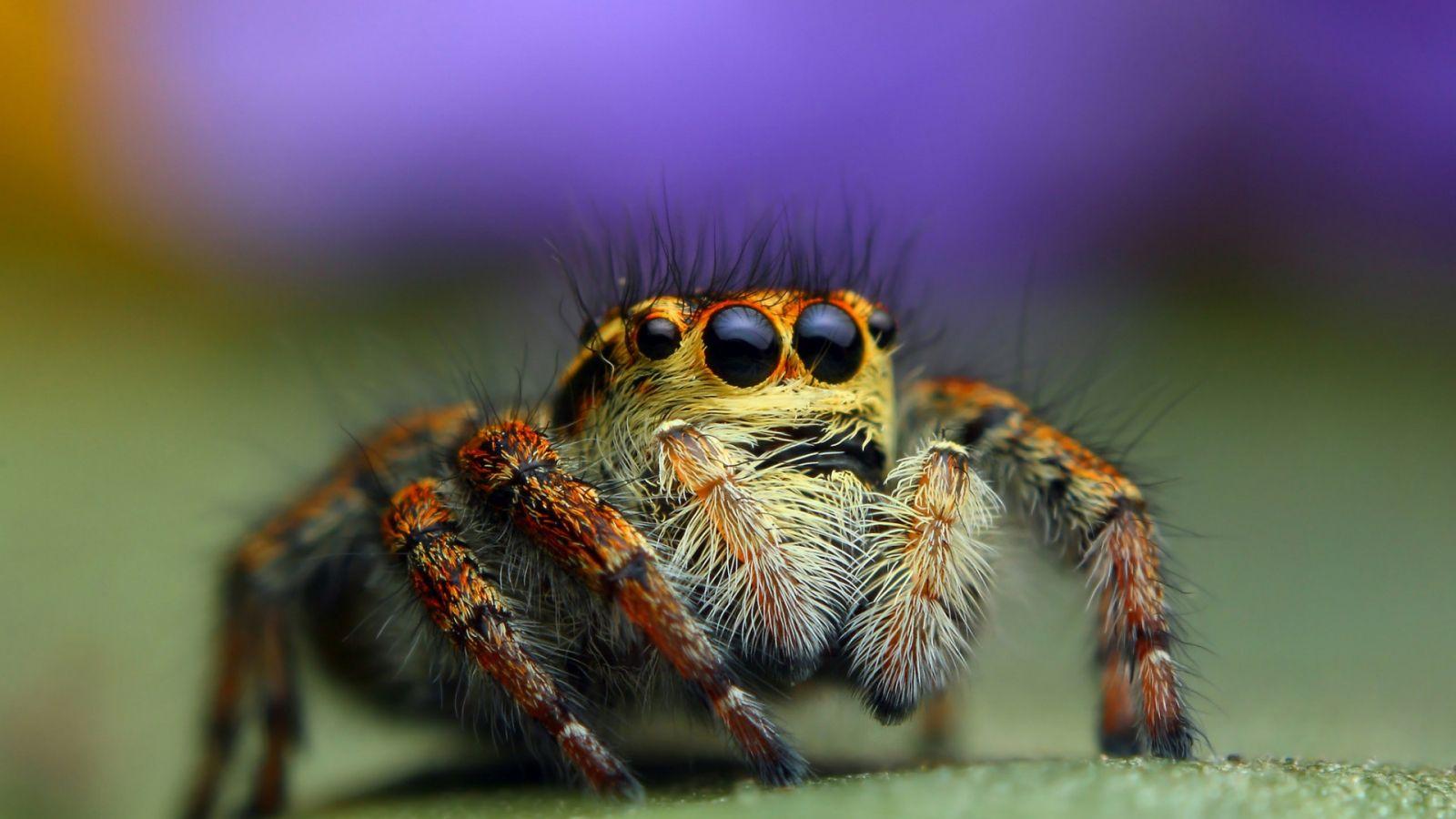 1600x900 Free download Animals insect spiders eyes macro wallpaper 1920x1200 [1920x1200] for your Desktop, Mobile & Tablet. Explore Spider Wallpaper. Spider Wallpaper, HD Spider Wallpaper, Free Spider Wallpaper