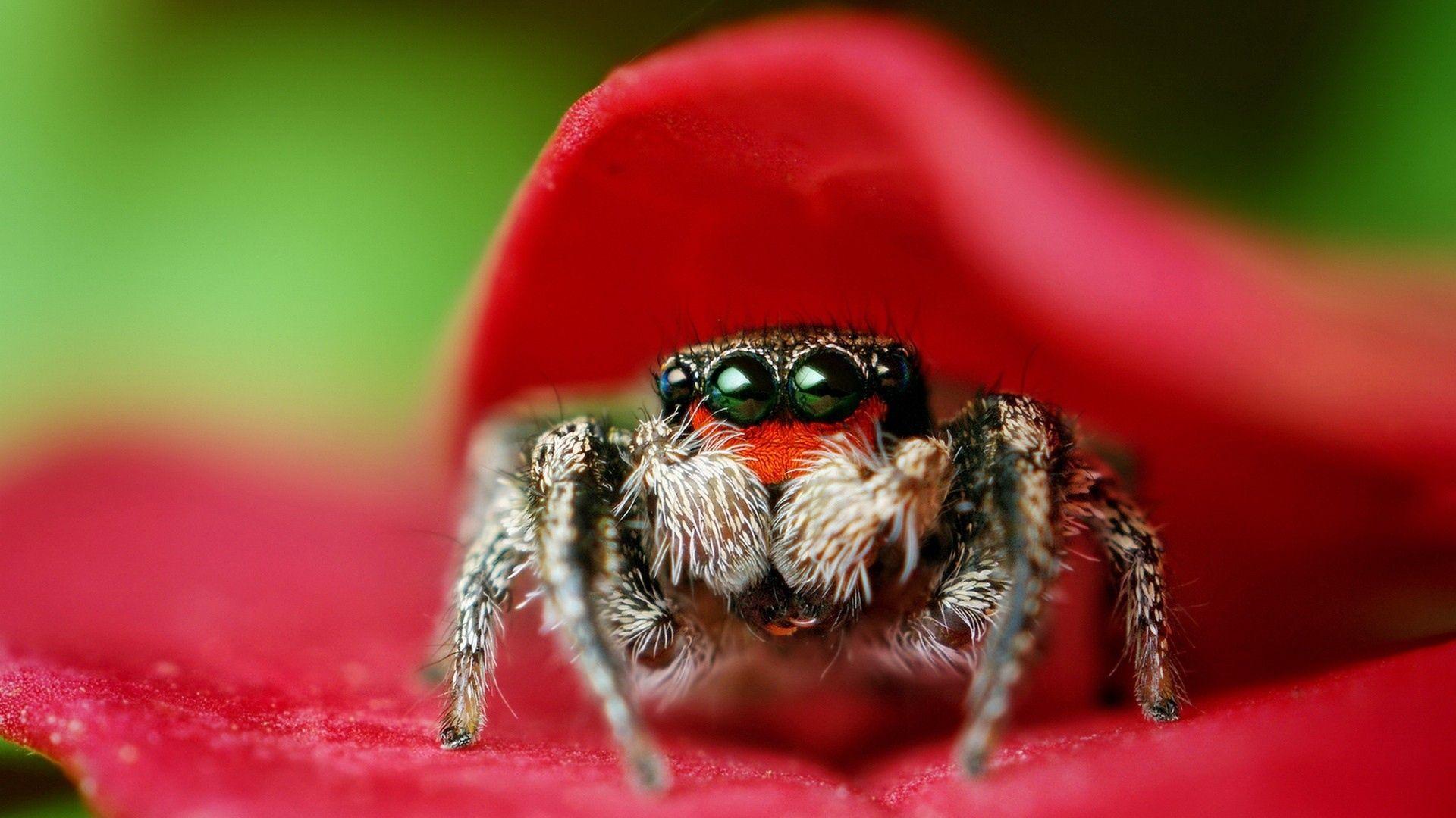 1920x1080 Download Wallpaper 1920x1080 spider, eyes, leaves, flower Full HD 1080p HD Background