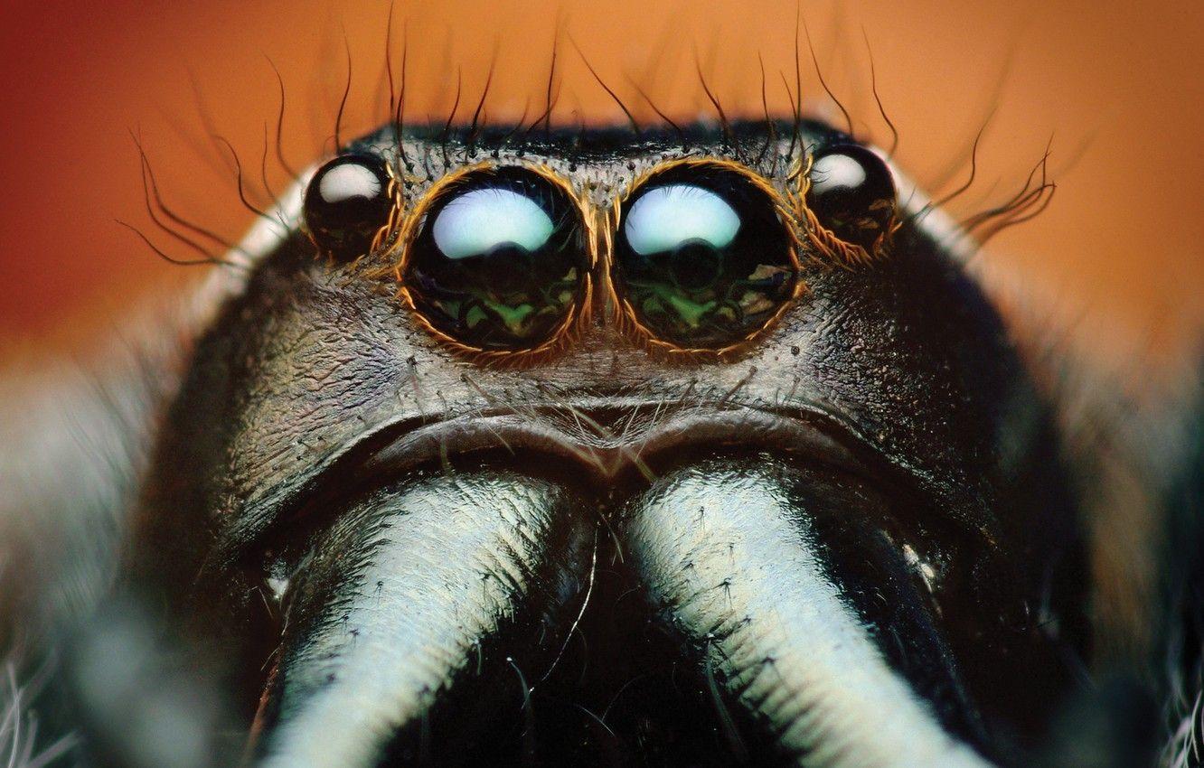 1332x850 Wallpaper spider, eyes, macro, animal, Bagheera, spider Central America, Bagheera Kiplingi image for desktop, section макро