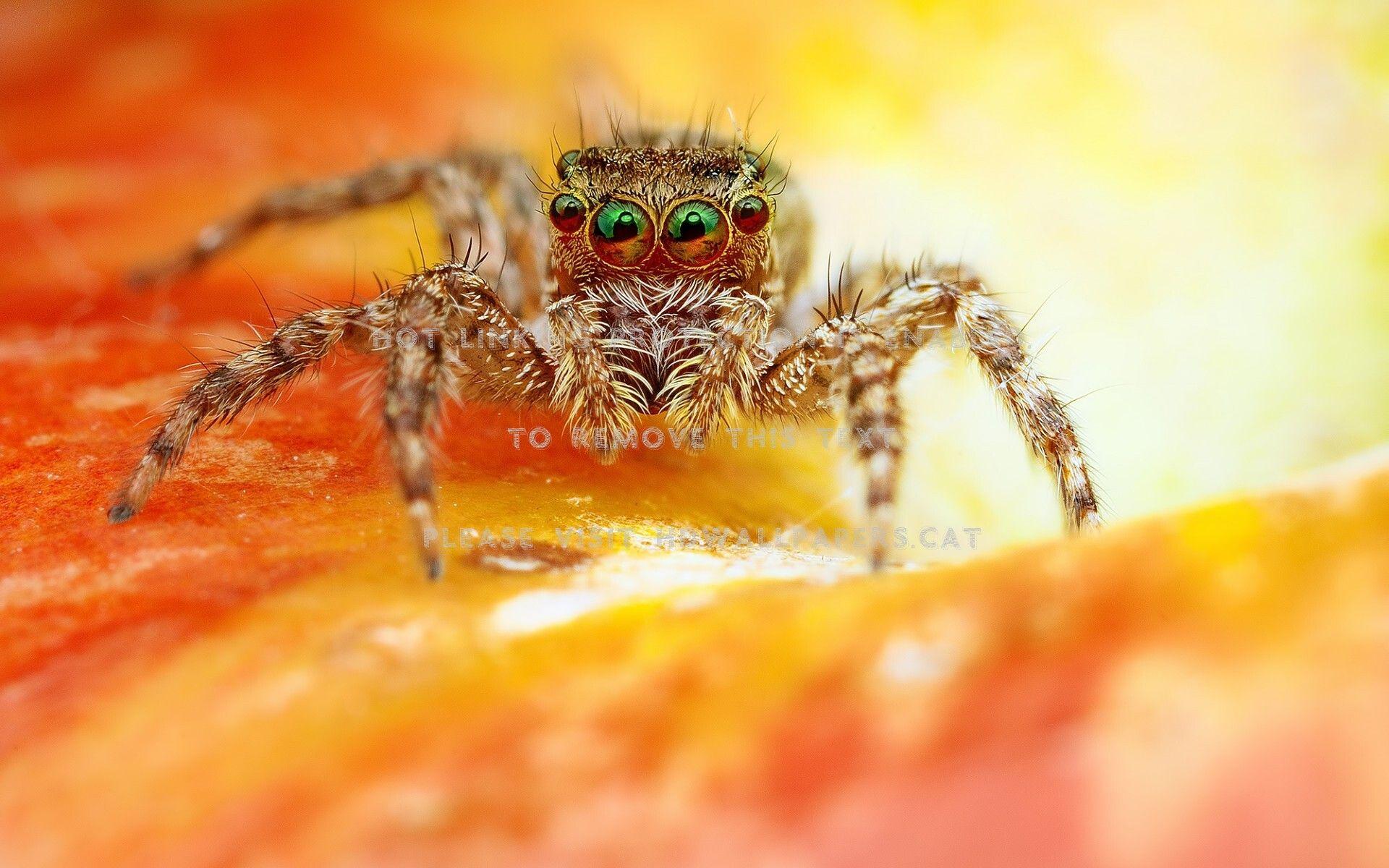 1920x1200 spider jumper orange insect eyes animals