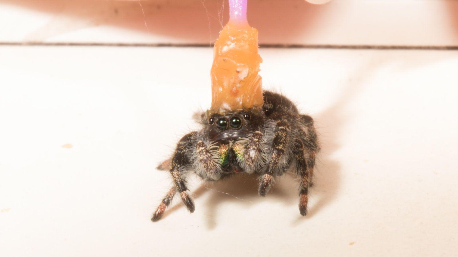 1600x900 How to Give a Spider an Eye Test