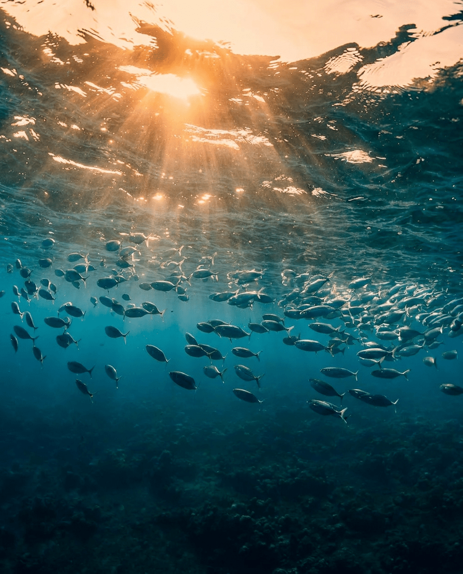 928x1152 Sustainable Marine Collagen and Fishing