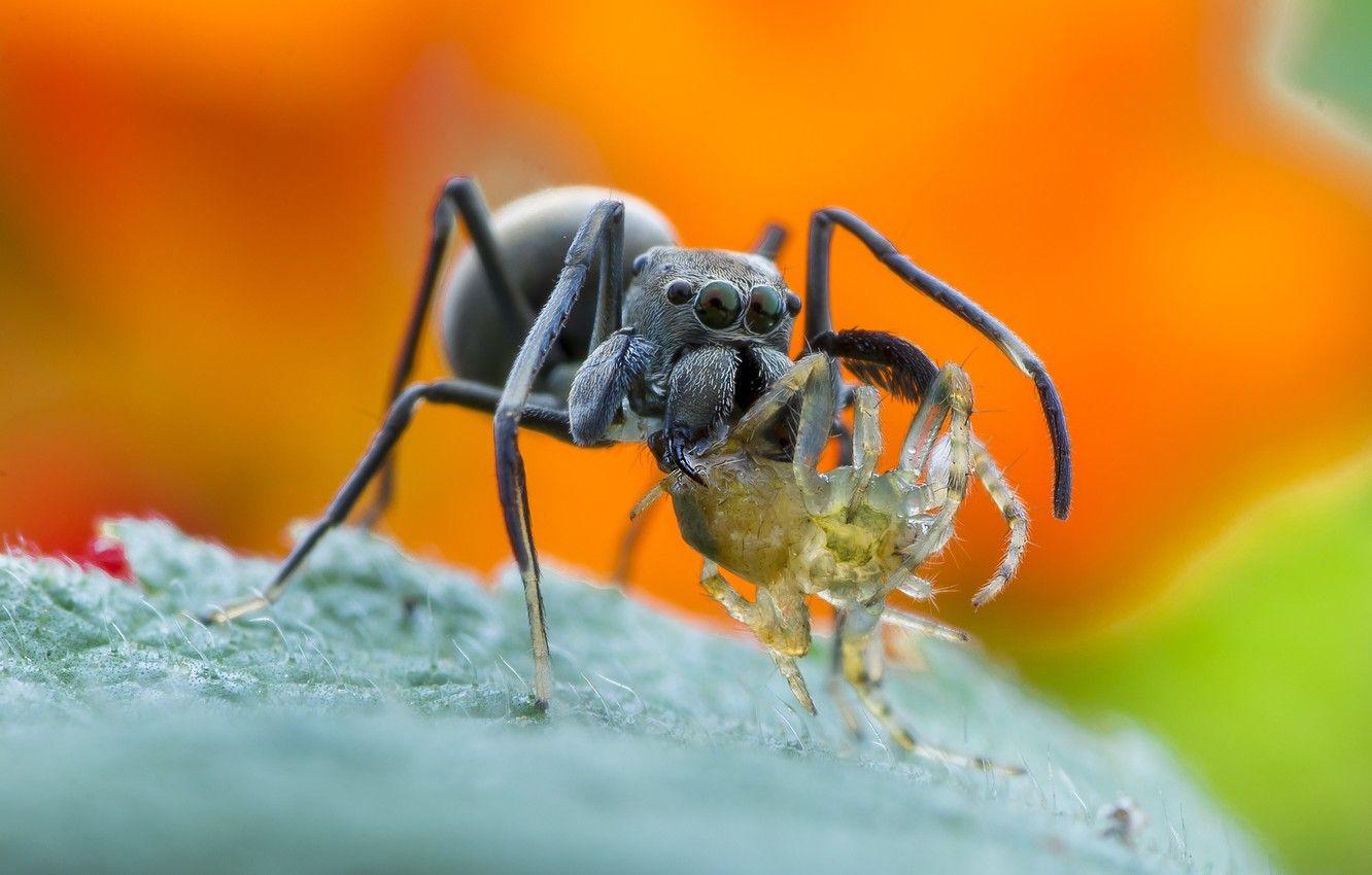 1332x850 Wallpaper spider, wallpaper, legs, eyes, food, macro, orange, animal, leaf, wildlife, insect, catch, Konoha, Bagheera, spider Central America, Bagheera Kiplingi image for desktop, section макро