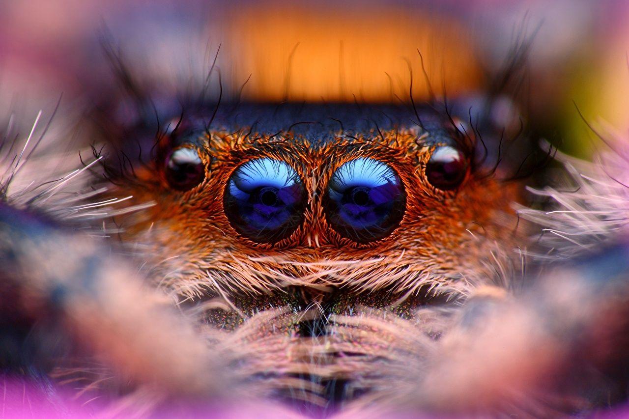 1280x853 Photo Jumping spider Spiders Eyes animal Closeup