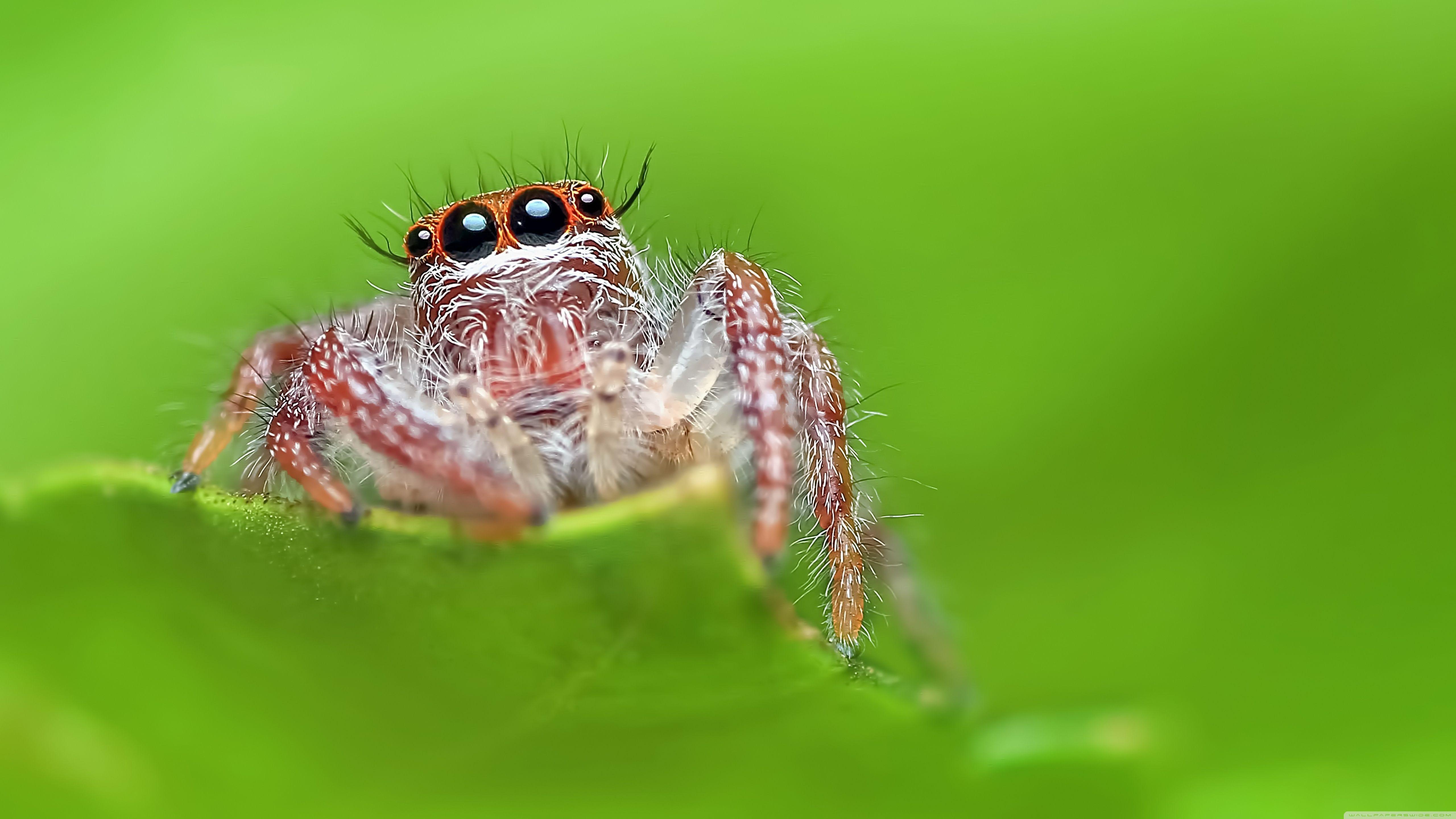 5120x2880 Jumping Spider, Green Background Ultra HD Desktop Background Wallpaper for 4K UHD TV : Widescreen & UltraWide Desktop & Laptop : Multi Display, Dual Monitor : Tablet