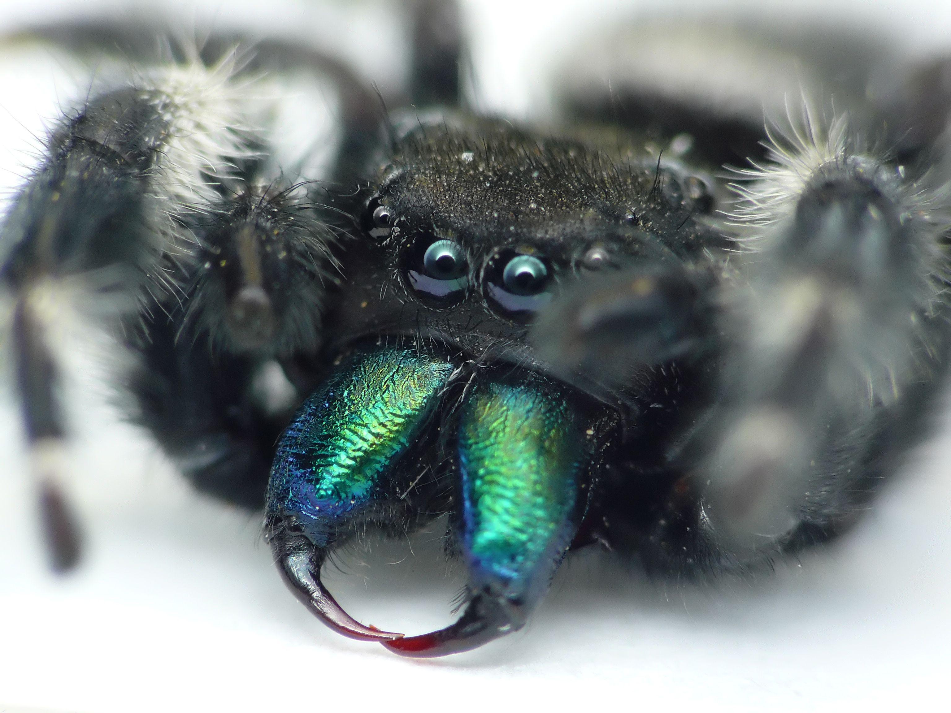 3072x2304 green blue eyes black animals insects spiders arachnids