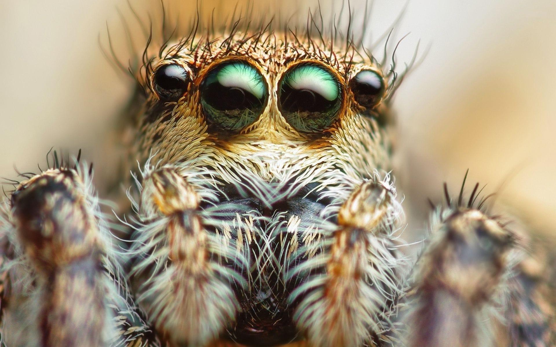 1920x1200 Jumping Spider Wallpaper. Jumping Spider Wallpaper, Suicide Jumping Wallpaper and Bass Jumping Wallpaper