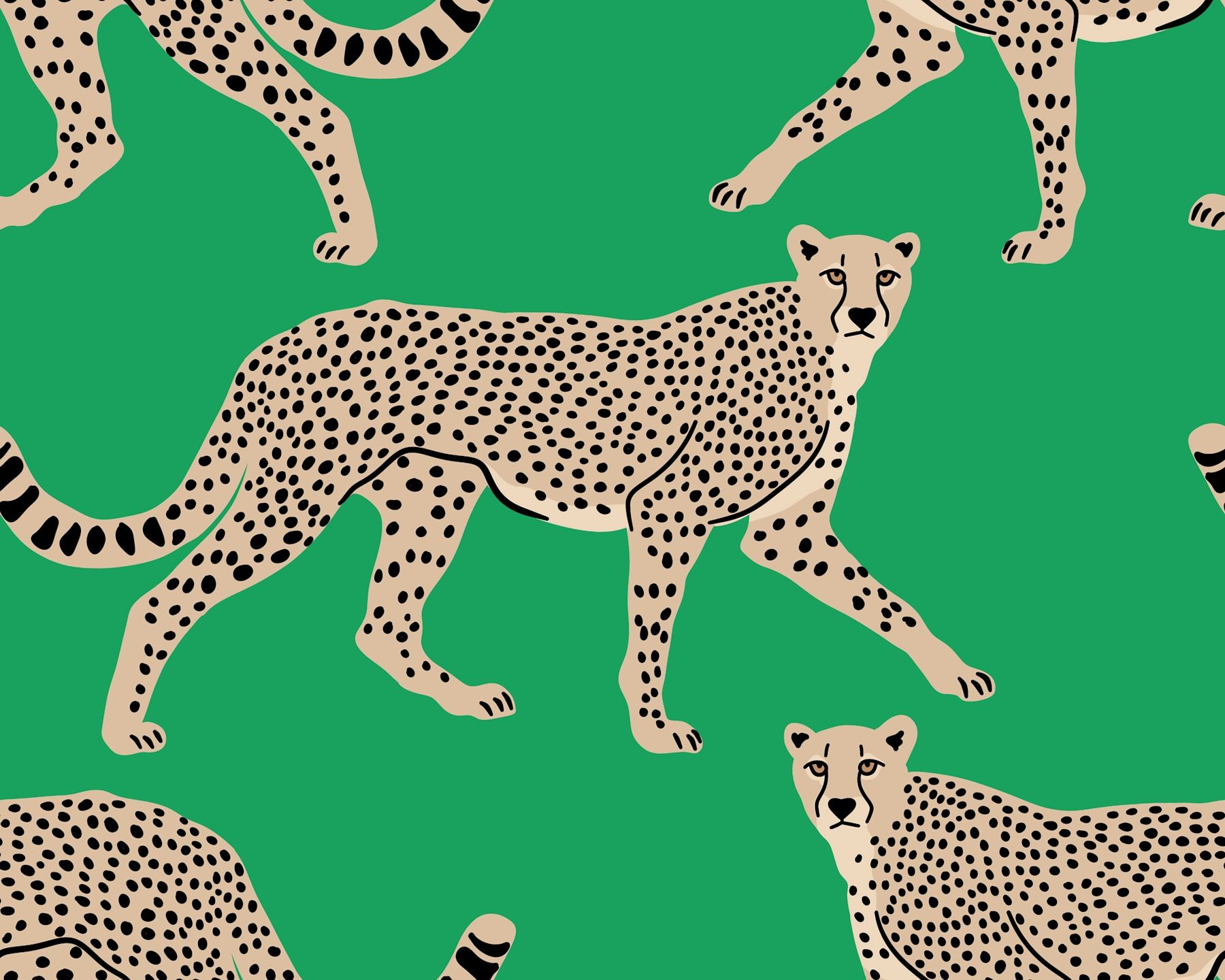1800x1440 Walking Cheetah On Green Wallpaper