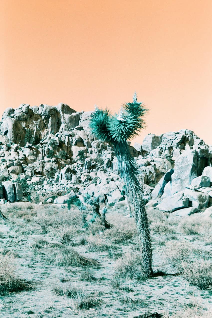 850x1278 LomoChrome Turquoise Review & How to Shoot This Experimental Film from Lomography Shoot It With Film