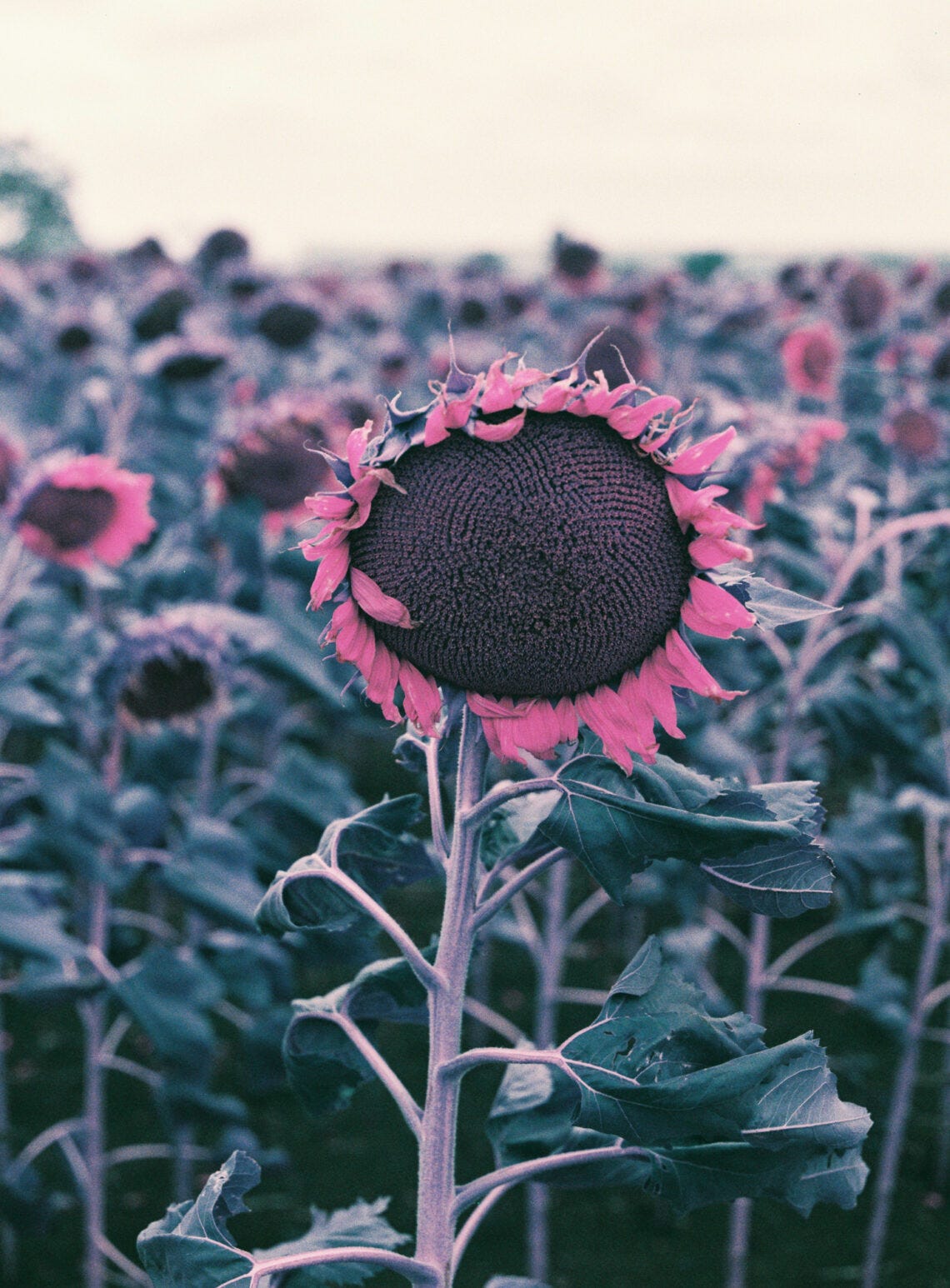 1140x1546 LomoChrome Purple film review: Lomography's colour shift classic