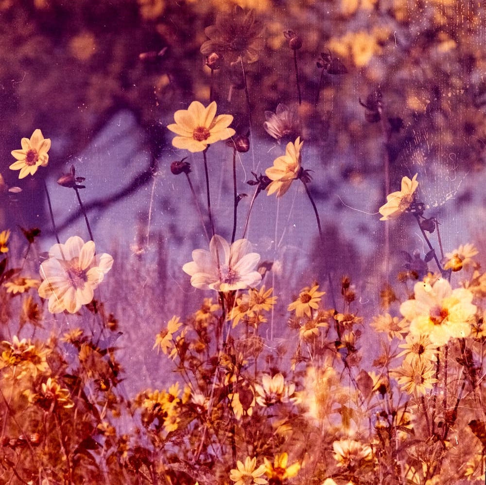 1000x998 What is Lomography?