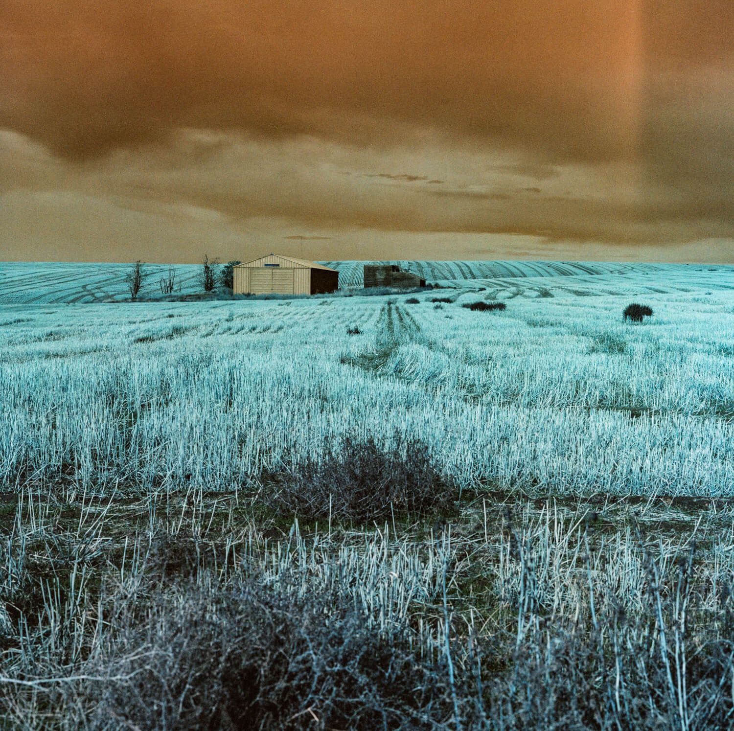 1500x1494 Lomography special effect film comparison: Metropolis, Purple, Turquoise, Redscale