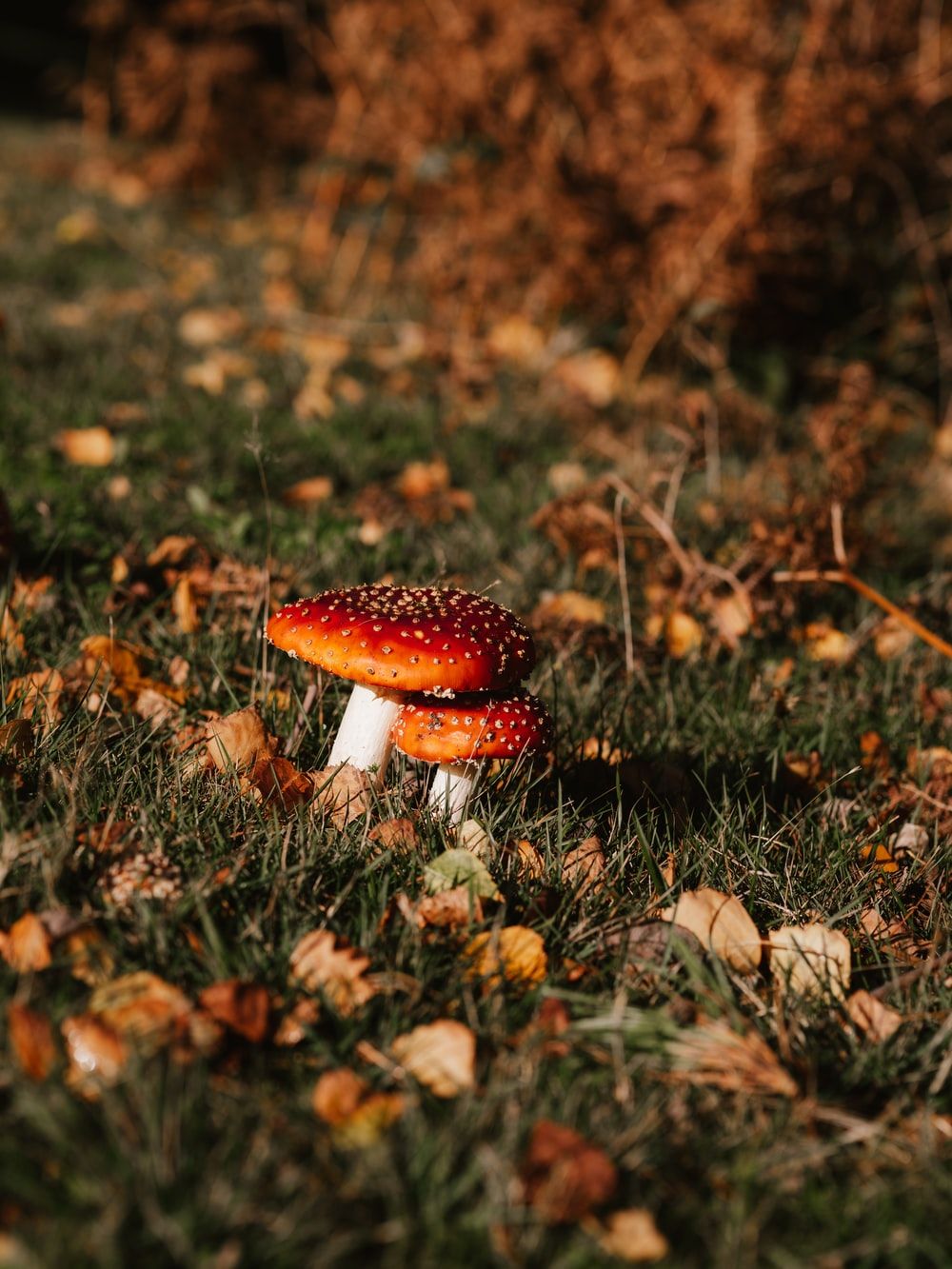 1000x1333 Autumn Cottagecore Wallpaper