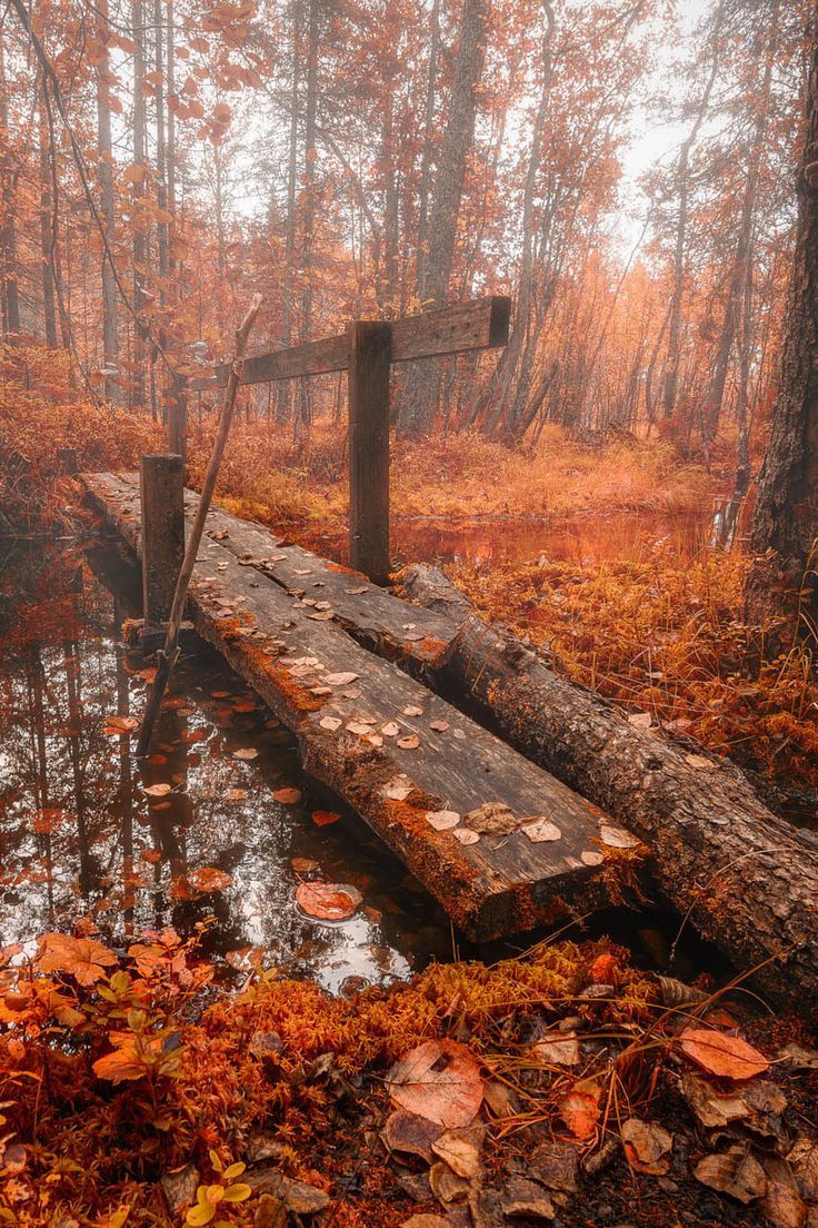736x1104 Autumn Cottagecore Wallpaper