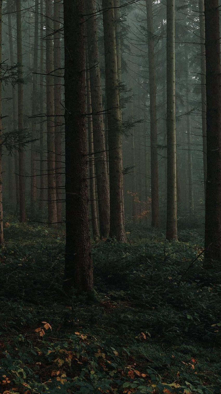850x1511 Download Mystical_ Forest_ Dusk_ Dark_ Cottagecore_ Wallpaper