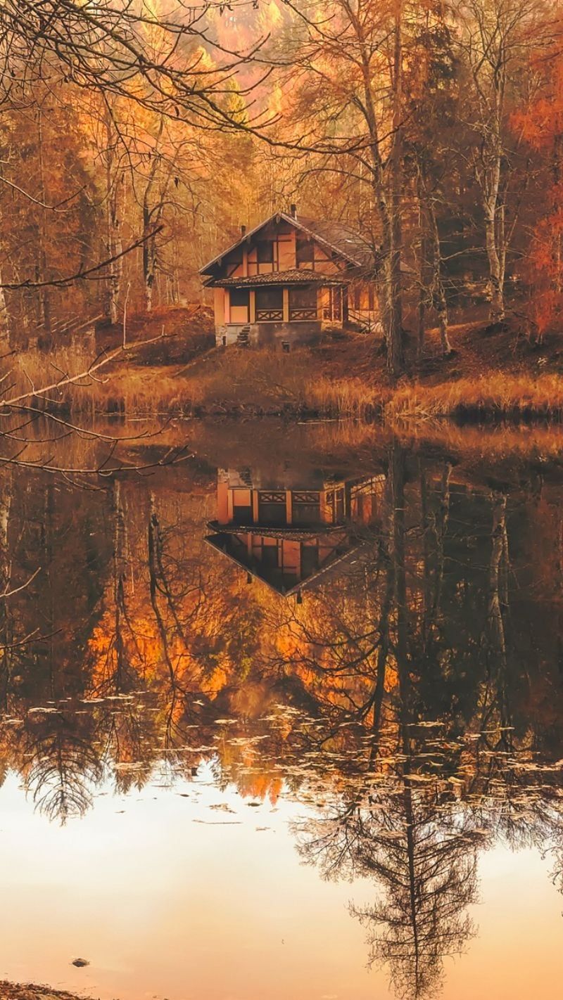 800x1422 Cottagecore iPhone Wallpaper (Free to download)