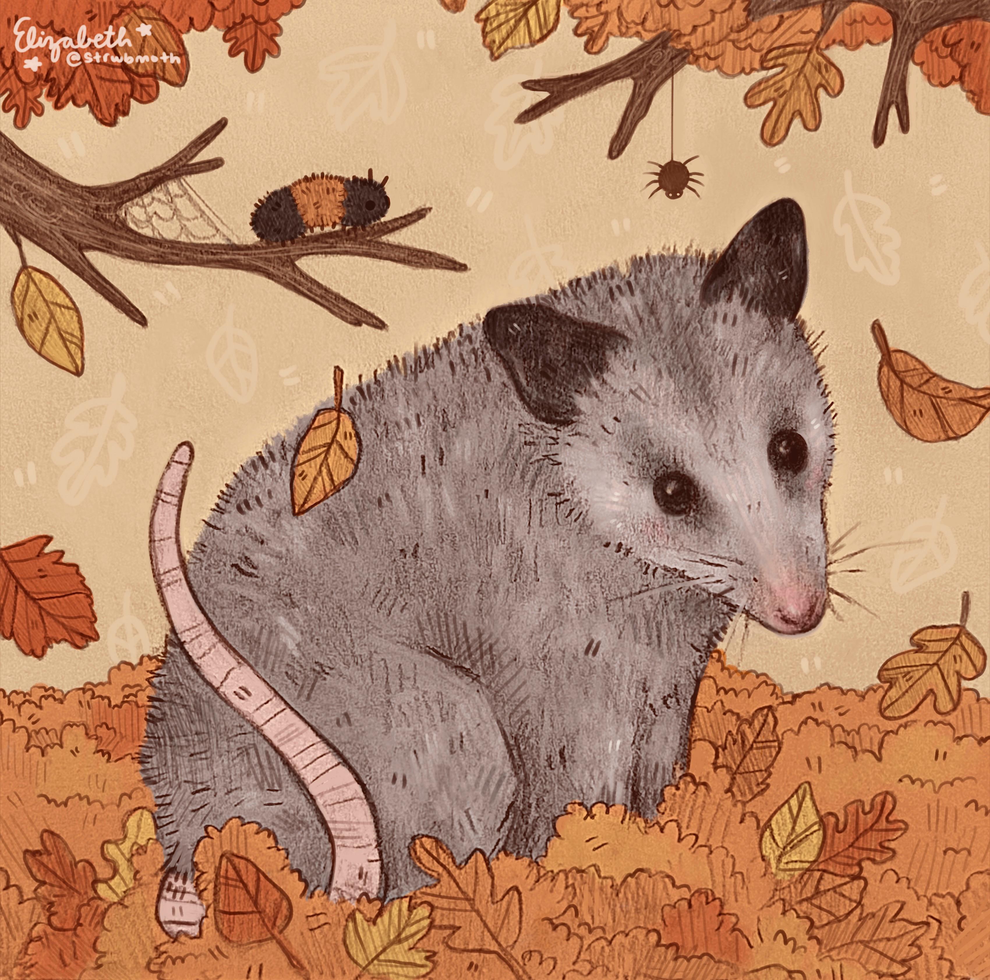 3400x3366 autumn possum!