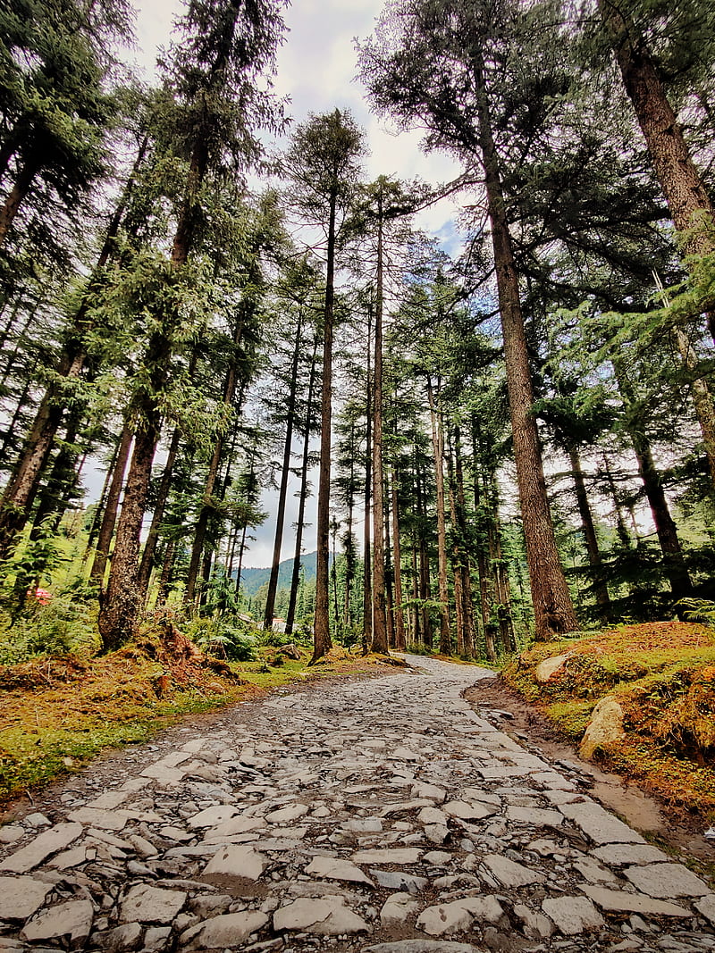 800x1067 HIMACHAL PRADESH, forest, green, himachal, love, HD phone wallpaper