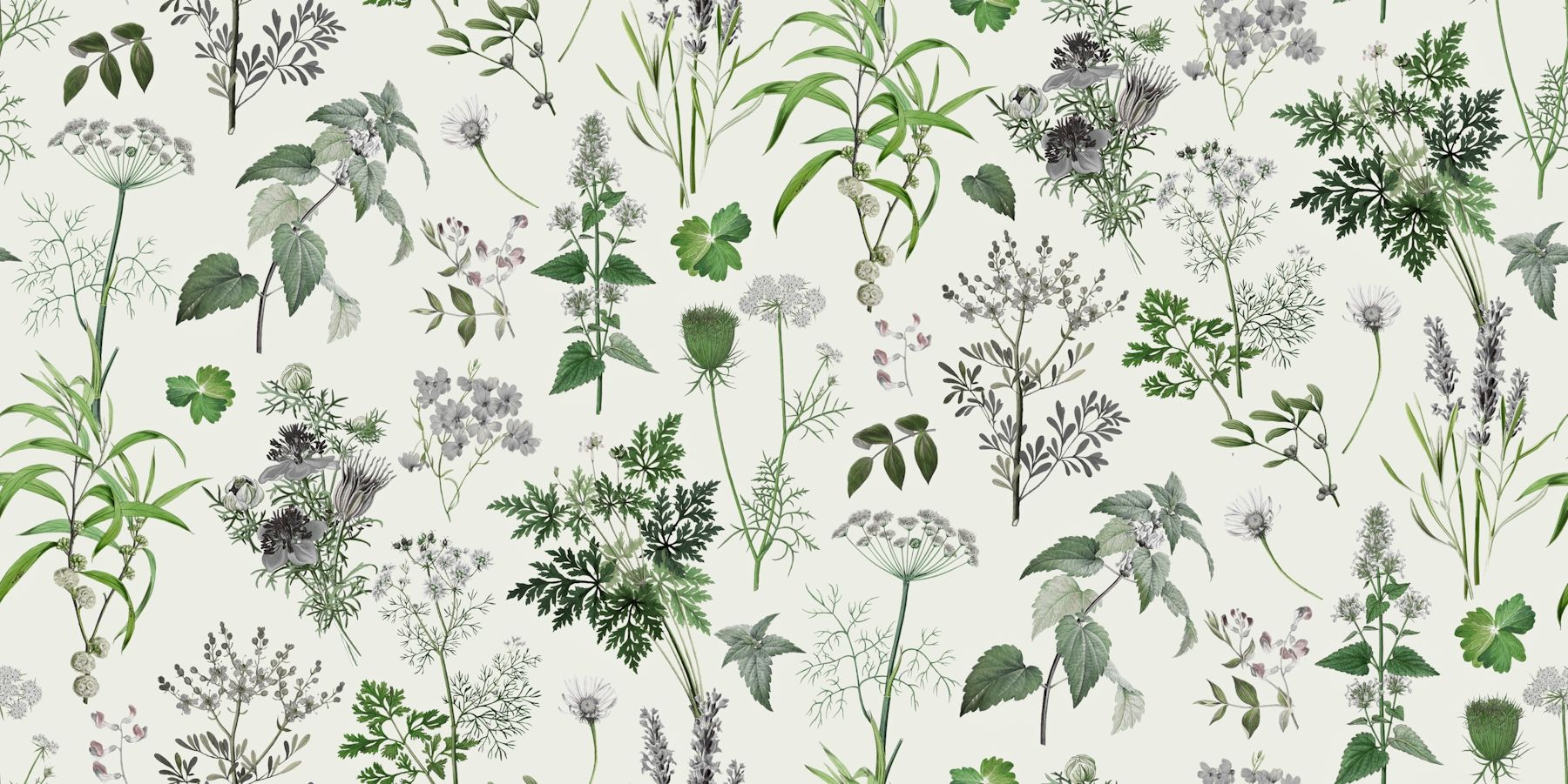 1800x901 Herbs And Wildflower IIi Wallpaper
