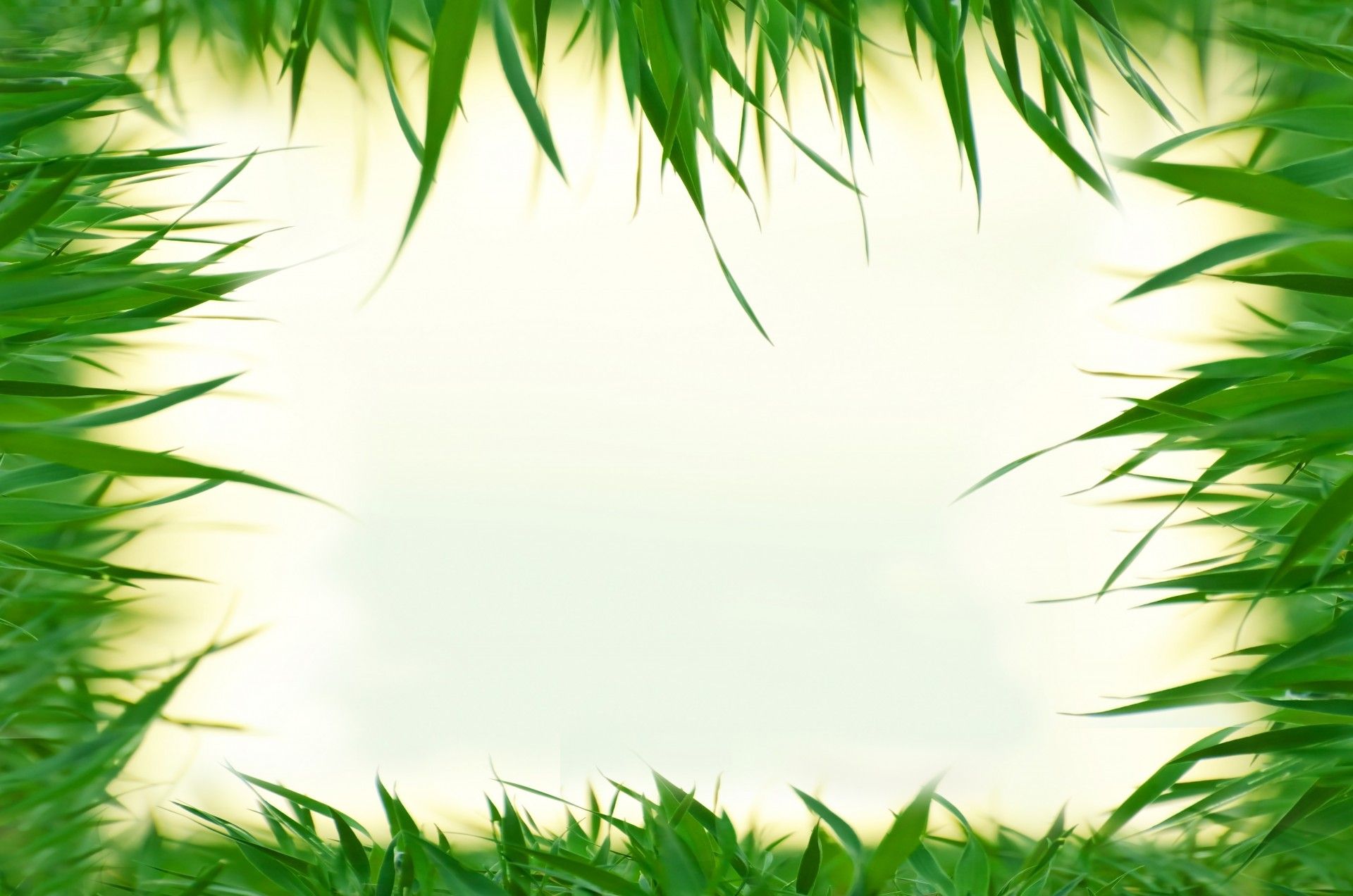 1920x1272 Download free photo of Natural, background, frame, grass, green
