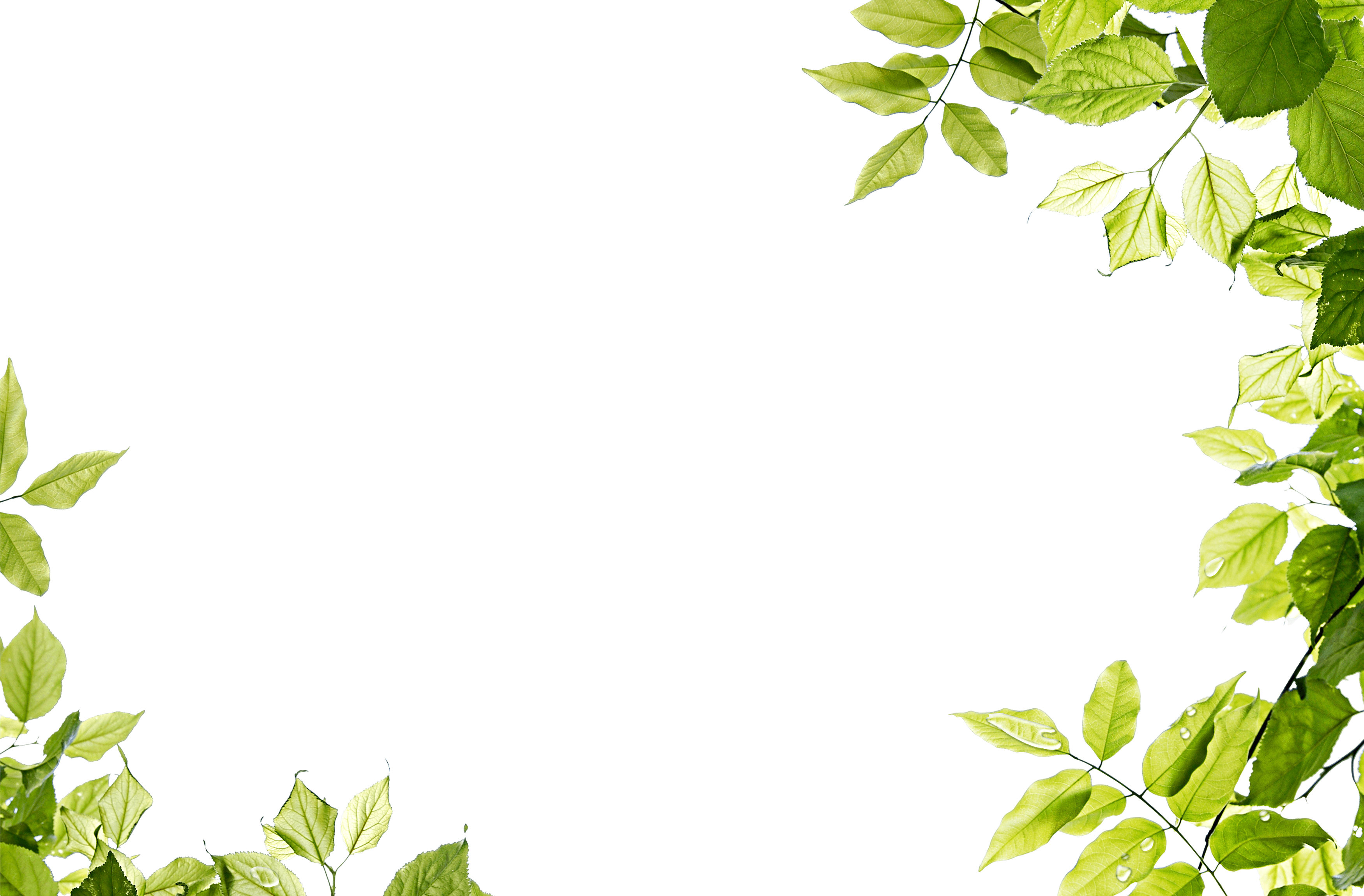 3500x2300 Green Leaves Frame Png Transparent HQ PNG Download