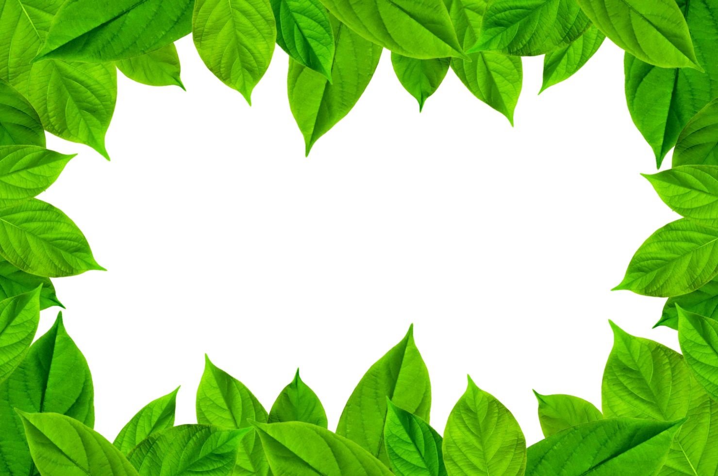 1479x980 Frame of green leaves and flower. Wallpaper by green leaves and beautiful green leaf. 23636494 PNG