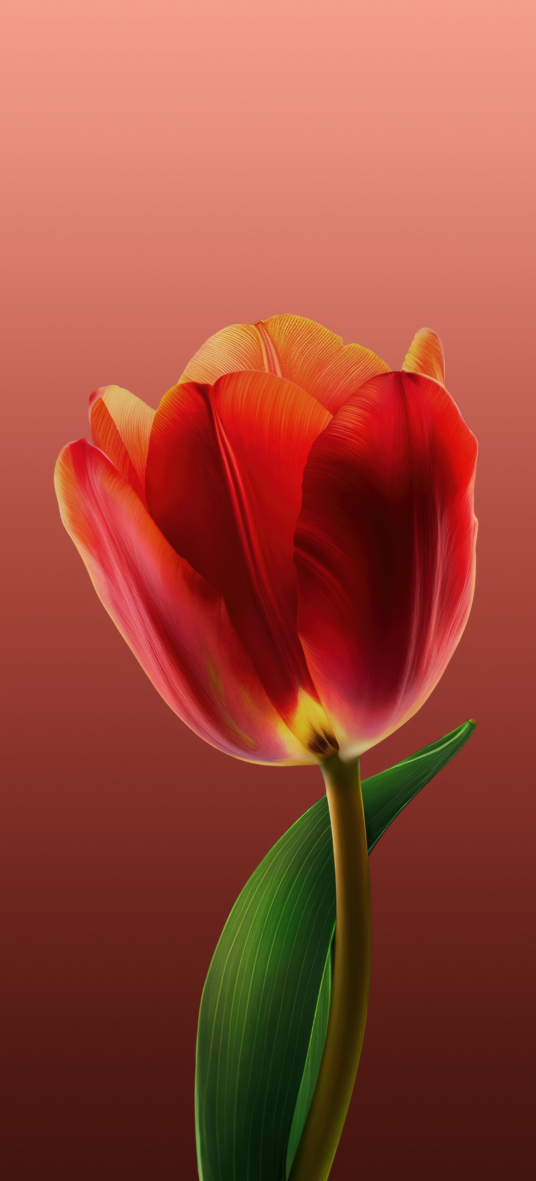 1745x3840 ColorOS 15 Stock WallpaperK Wallpaper