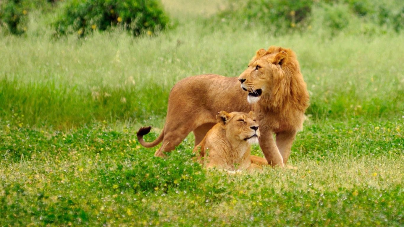 1366x768 Lion Family Desktop Wallpaper 19416