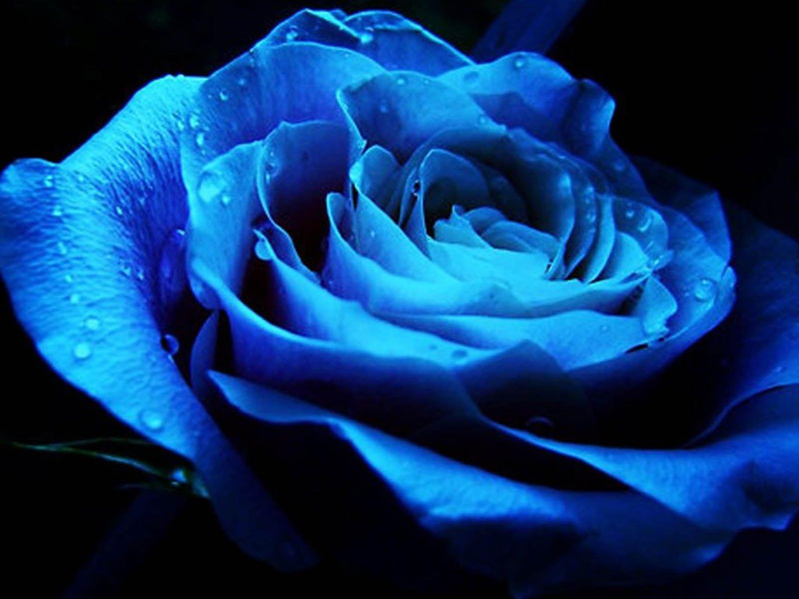 1600x1200 White Neon Rose Wallpaper