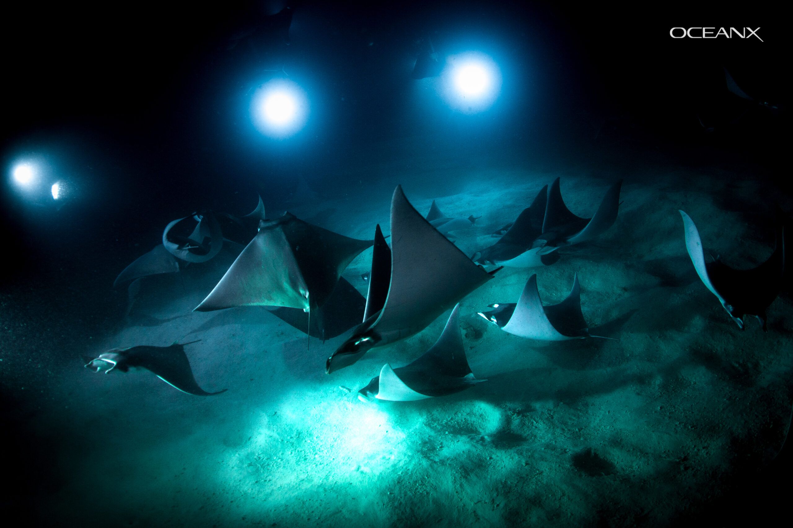 2560x1707 OceanX Dives into Efficient Media Workflows with Signiant