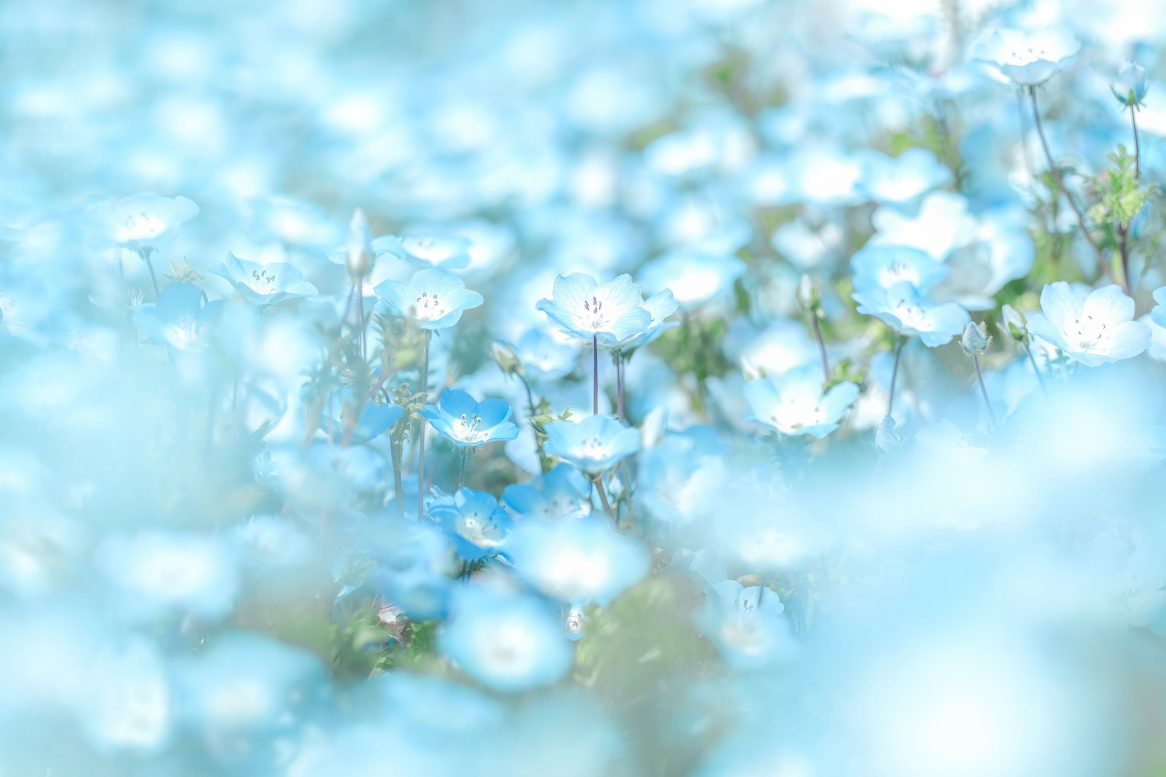 3840x2559 Blue Flowers Minimal 4k iPad Air , HD 4k Wallpaper, Image, Background, Photos and Picture