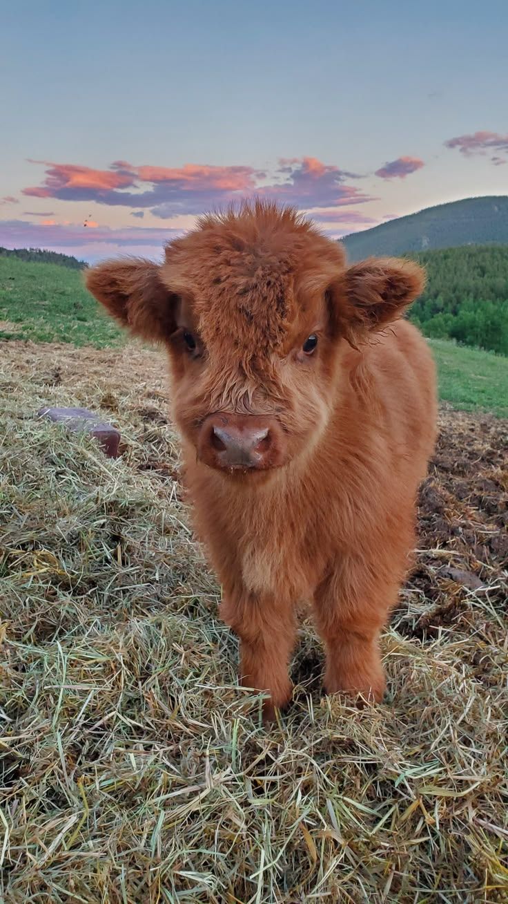 736x1308 Brown Cow Wallpaper a Touch of Nature to Your Home. Baby cow wallpaper, Cute