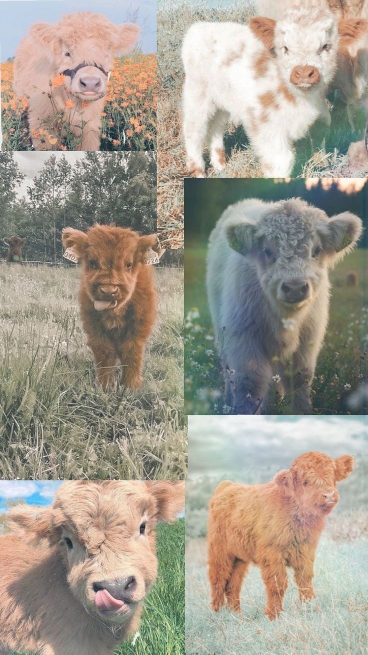 736x1308 Cow Wallpaper
