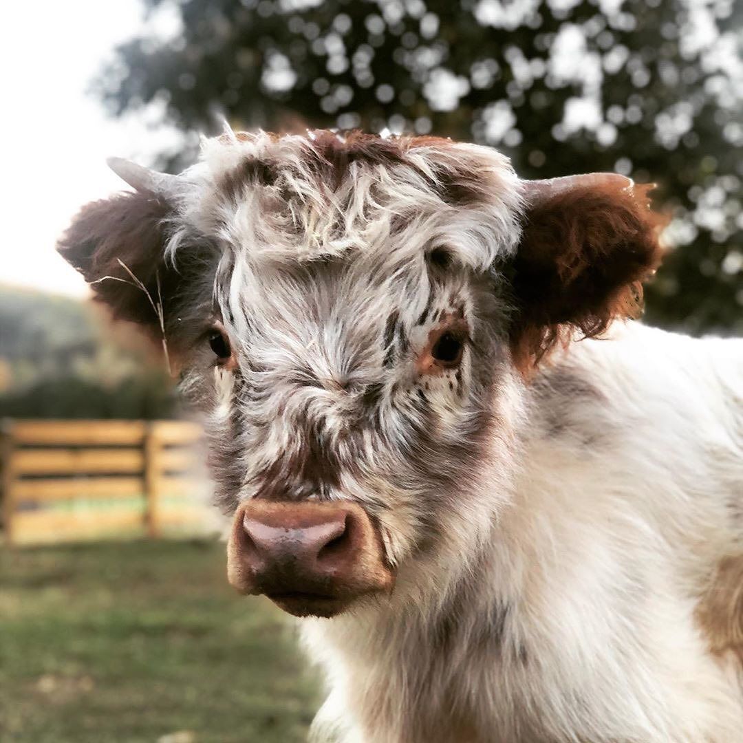 1080x1080 Fluffy Baby Cow Wallpaper
